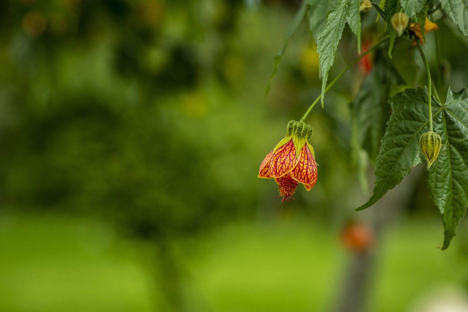 Nikon D600 sample photo. Flower, nature, petals photography