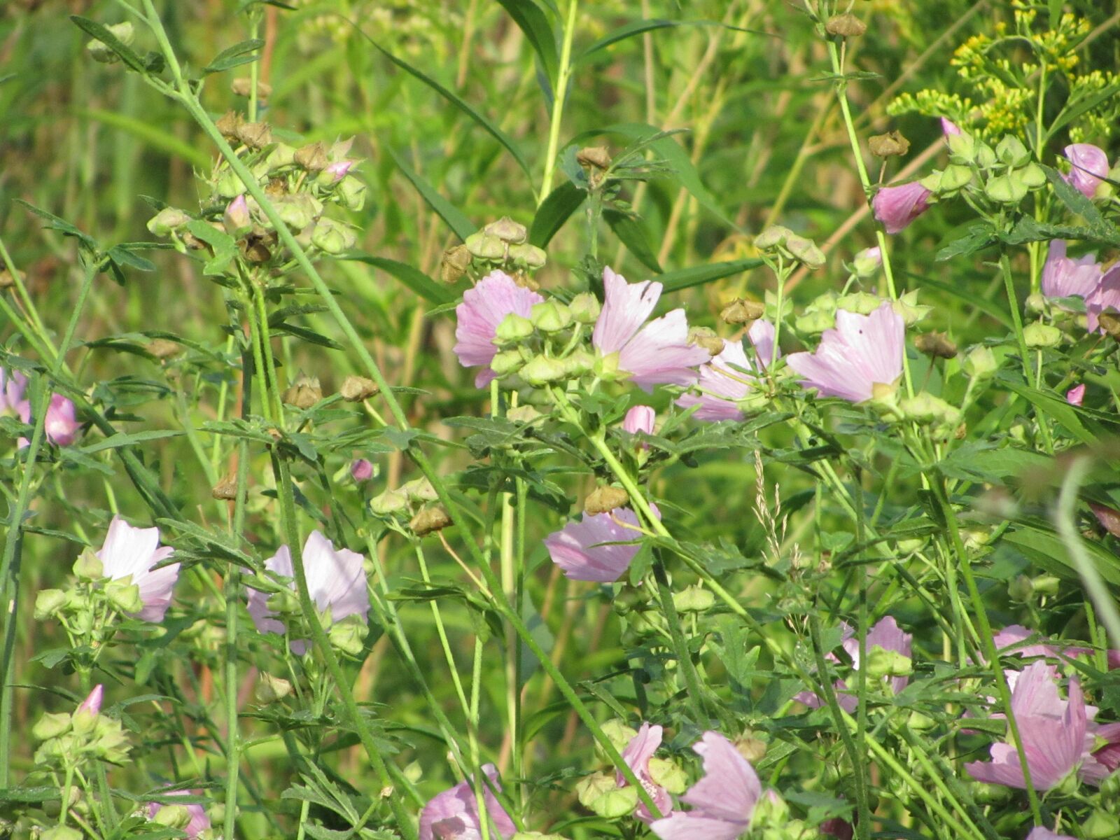 Canon PowerShot SX210 IS sample photo. Flowers, paarsenbloemen, pink flower photography