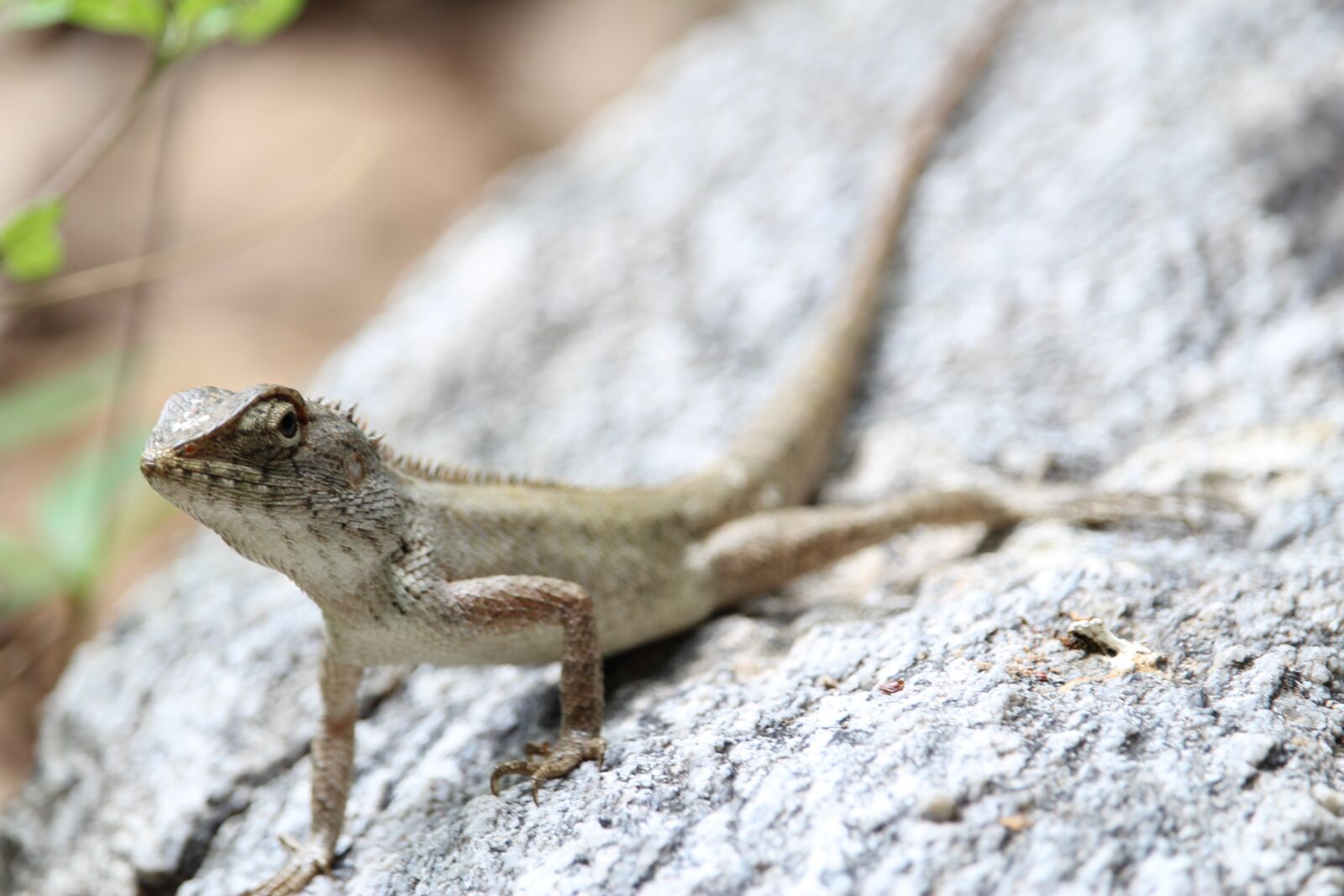 Canon EF-S 55-250mm F4-5.6 IS STM sample photo. Gila, animals, crawl photography