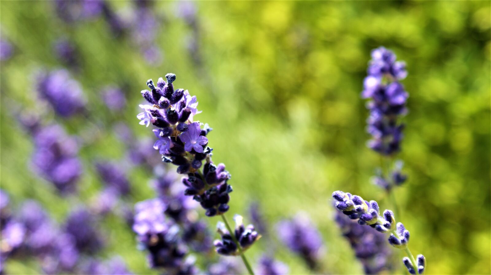 Sony Alpha DSLR-A350 sample photo. Hot, lavender, blue photography