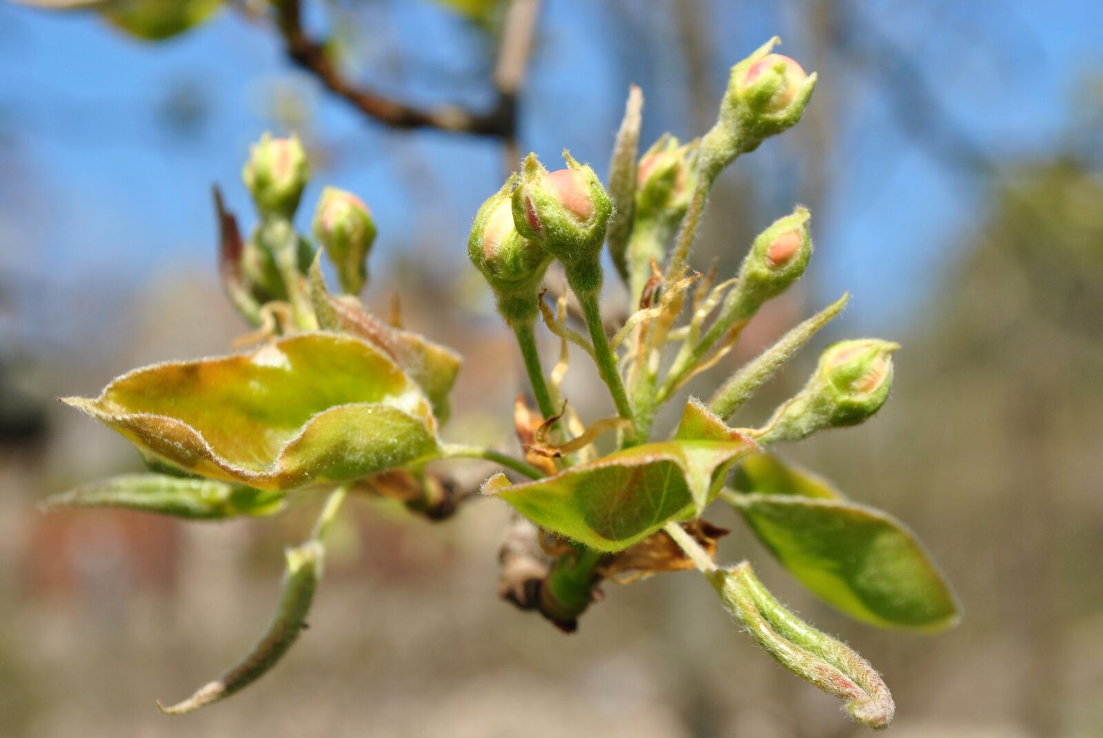 Nikon D3000 sample photo. Bud, pear tree, garden photography