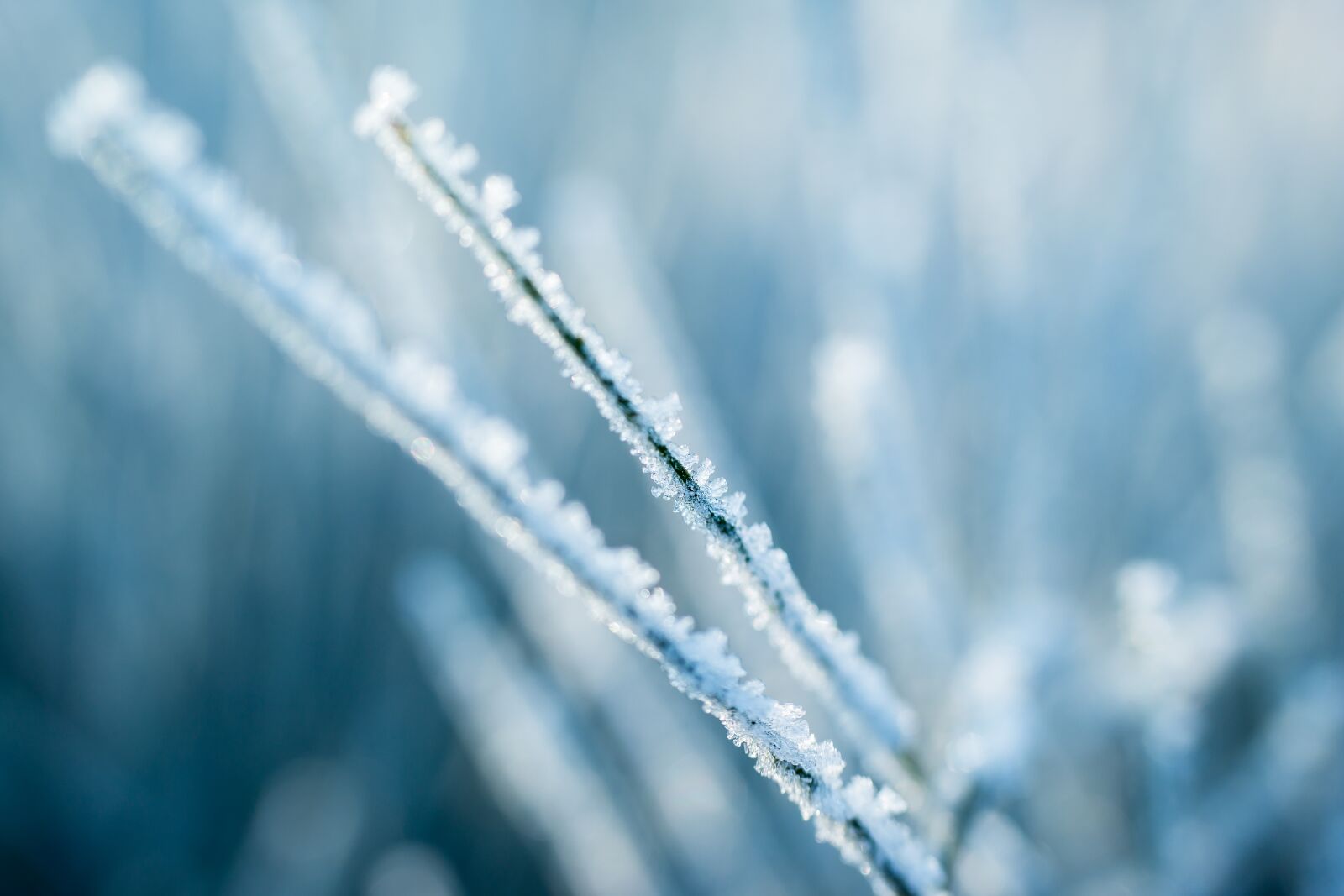 Samsung NX300M sample photo. Ice, eiskristalle, frost photography