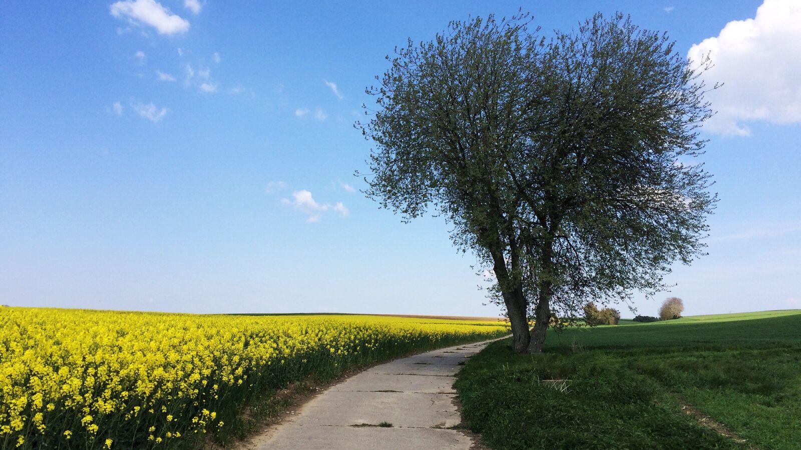 iPhone 5s back camera 4.15mm f/2.2 sample photo. Summer day, rapeseed fields photography