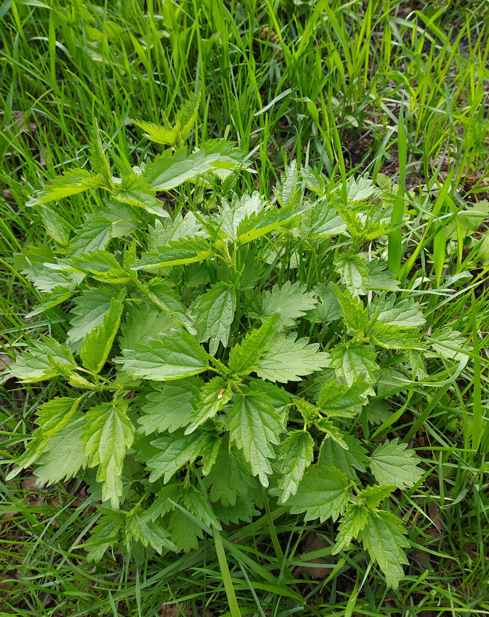 Xiaomi Redmi Note 8T sample photo. Summer, grass, green photography