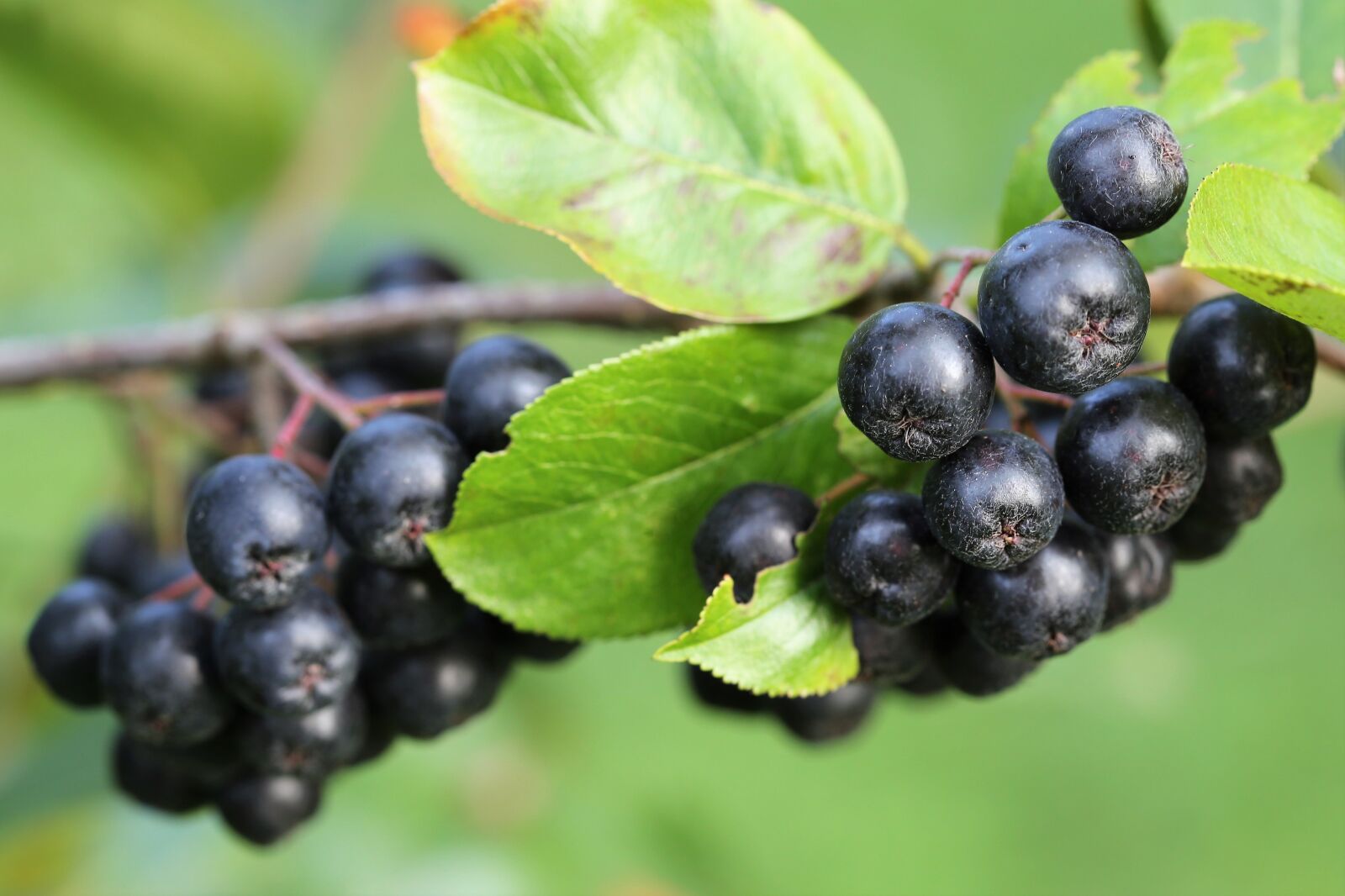 Canon EOS 6D + Canon EF 100mm F2.8 Macro USM sample photo. Aronia, berries, leaves photography