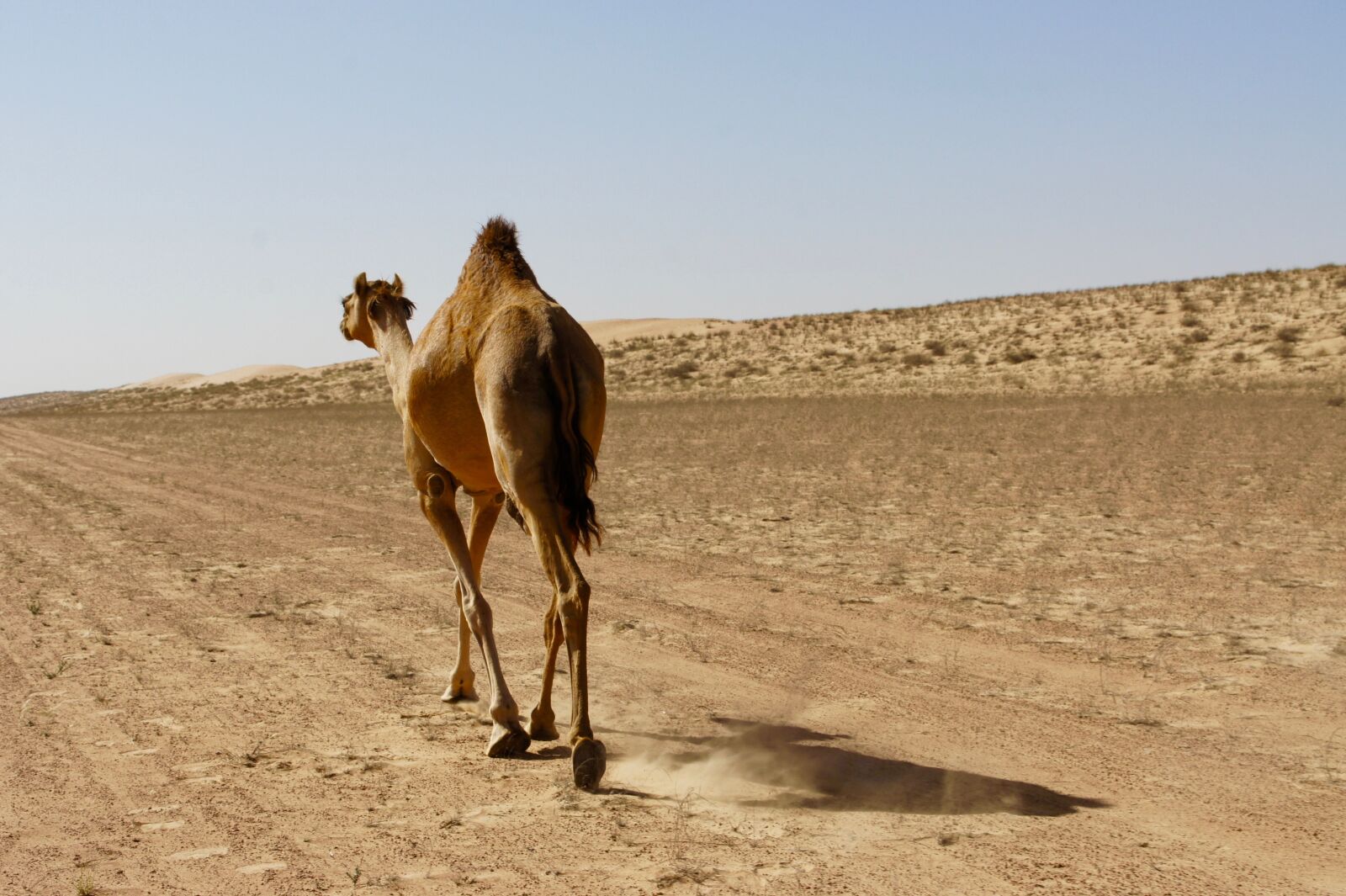 Sony E 18-200mm F3.5-6.3 OSS sample photo. Dromedary, camel, desert photography