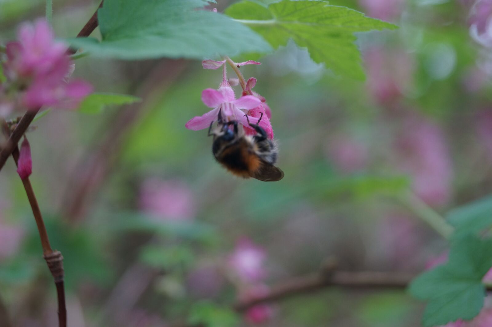 Sony SLT-A57 sample photo. Bee, flower, insect photography