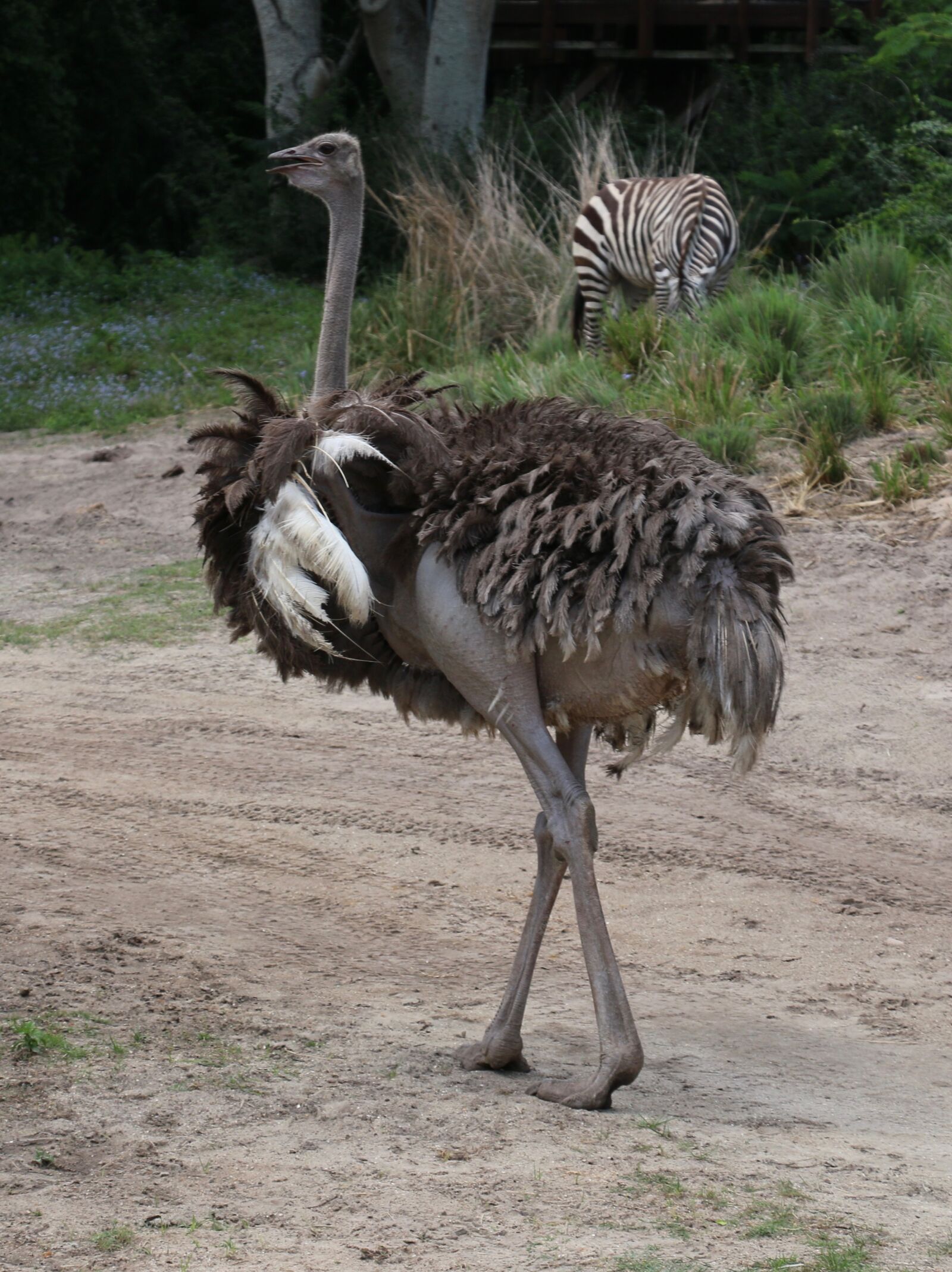 Canon EOS 70D sample photo. Ostrich, birds, nature photography
