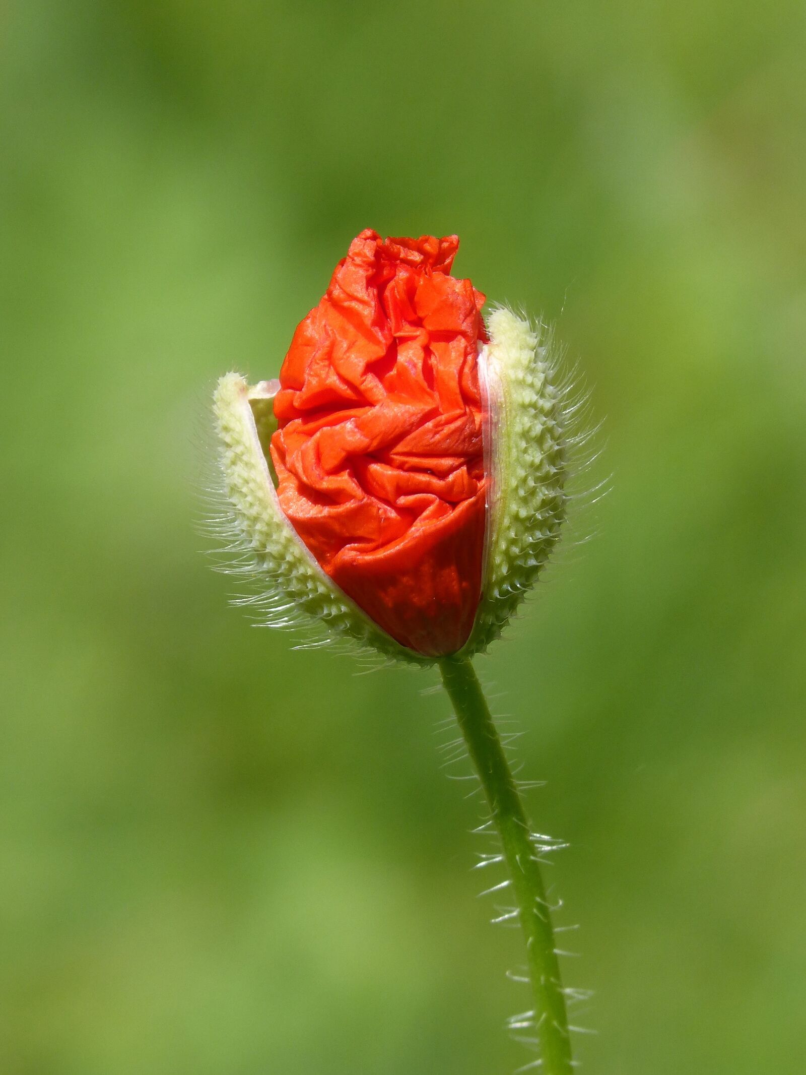 Panasonic DMC-FZ62 sample photo. Cocoon, poppy, ababol photography
