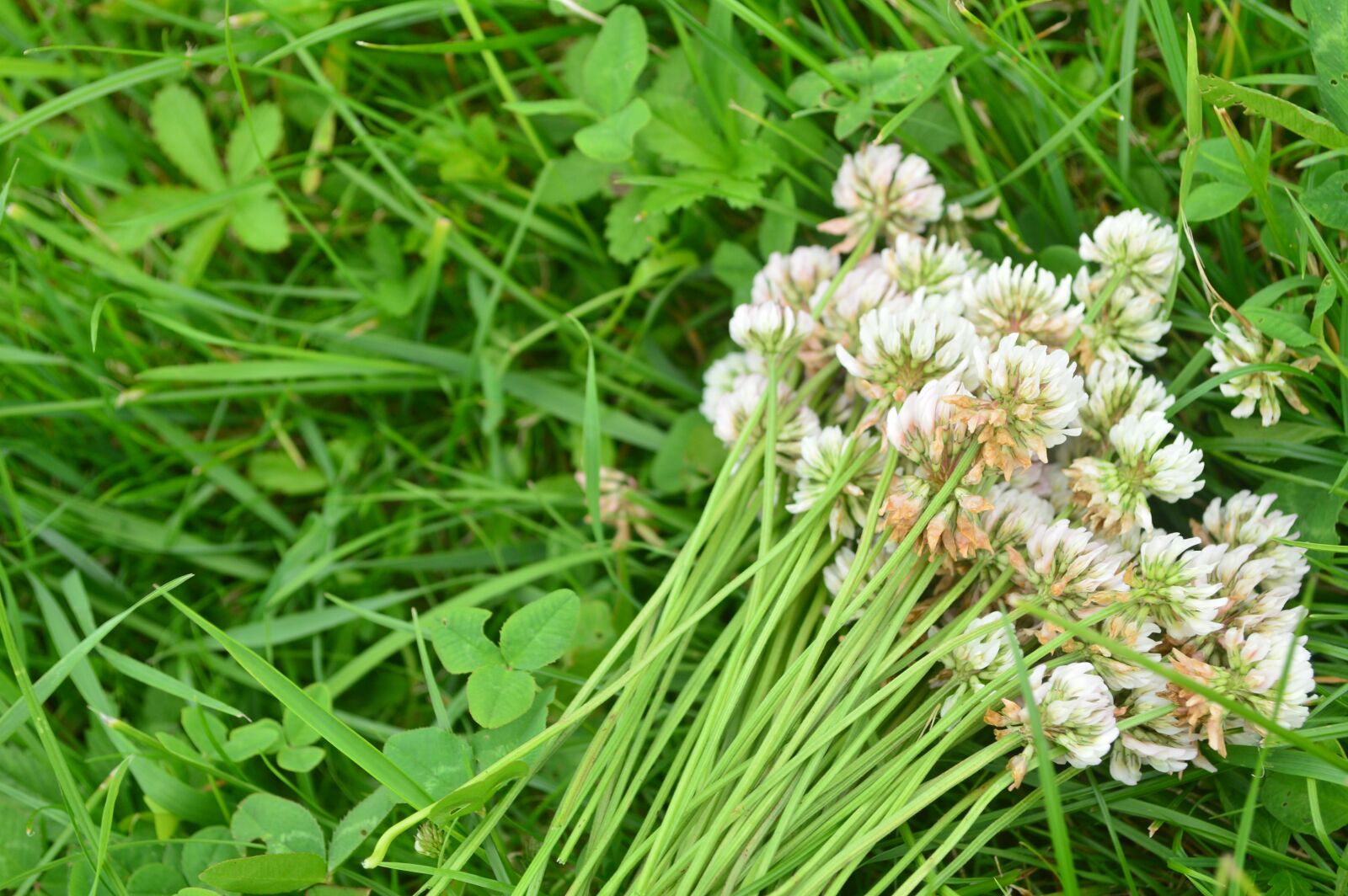 Nikon D3200 sample photo. Shamrock, flower, plant photography