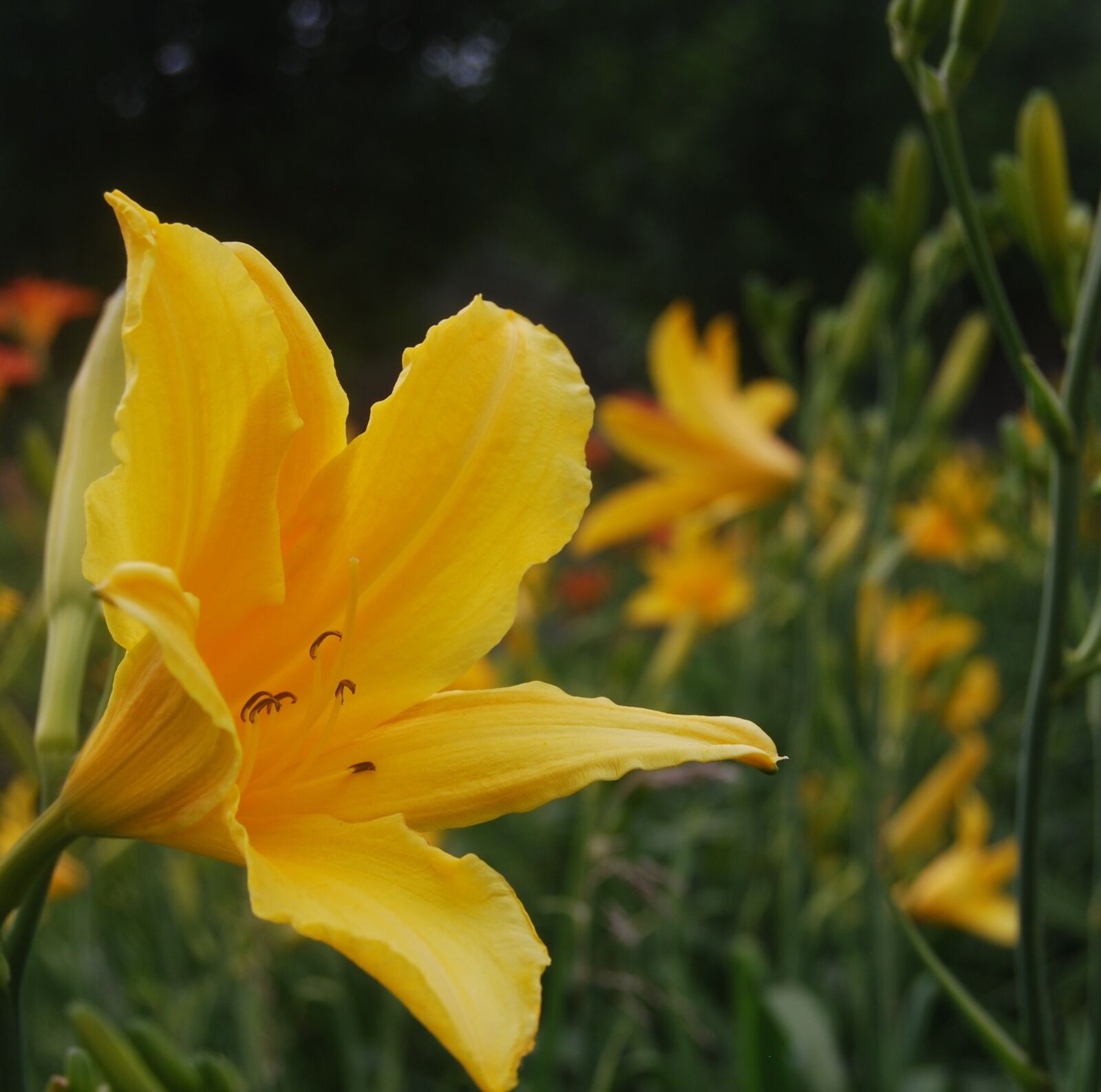 Nikon D40X sample photo. Flower, yellow, yellow flowers photography