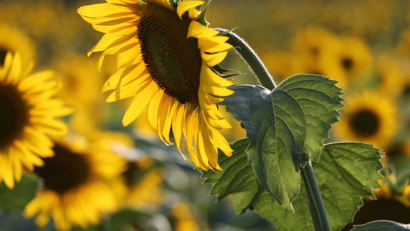 Canon EF 70-300 F4-5.6 IS II USM sample photo. Agriculture, sunflowers, bloom photography