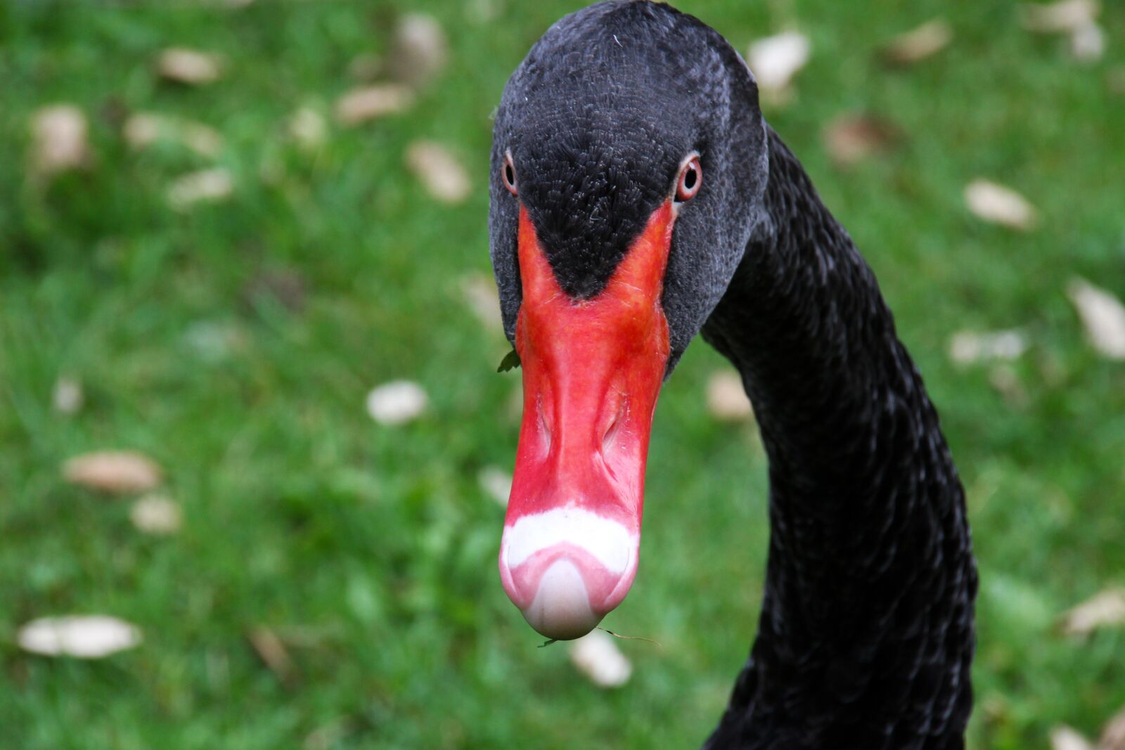 Canon EOS 100D (EOS Rebel SL1 / EOS Kiss X7) sample photo. Black swan, volatile, red photography