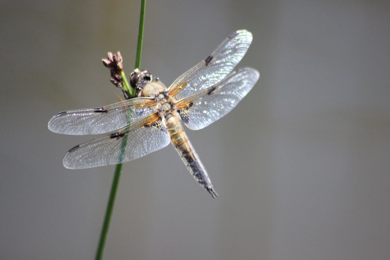 Canon EOS 600D (Rebel EOS T3i / EOS Kiss X5) sample photo. Dragonfly, insect, nature photography
