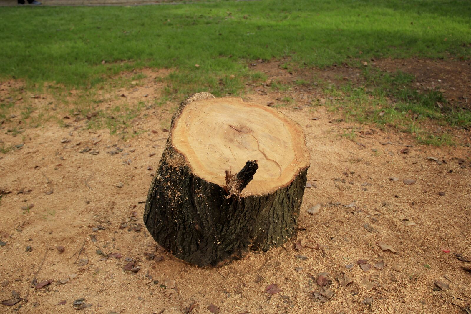 Canon EOS 1200D (EOS Rebel T5 / EOS Kiss X70 / EOS Hi) sample photo. Trunk cut, square, trunk photography