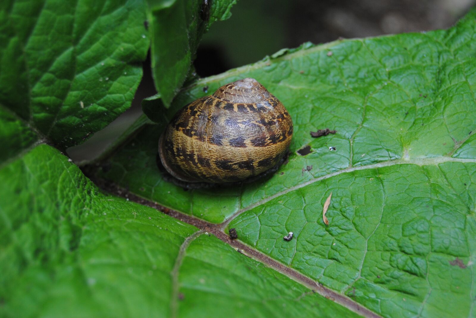 Nikon D3000 sample photo. Snail, leaf, green photography