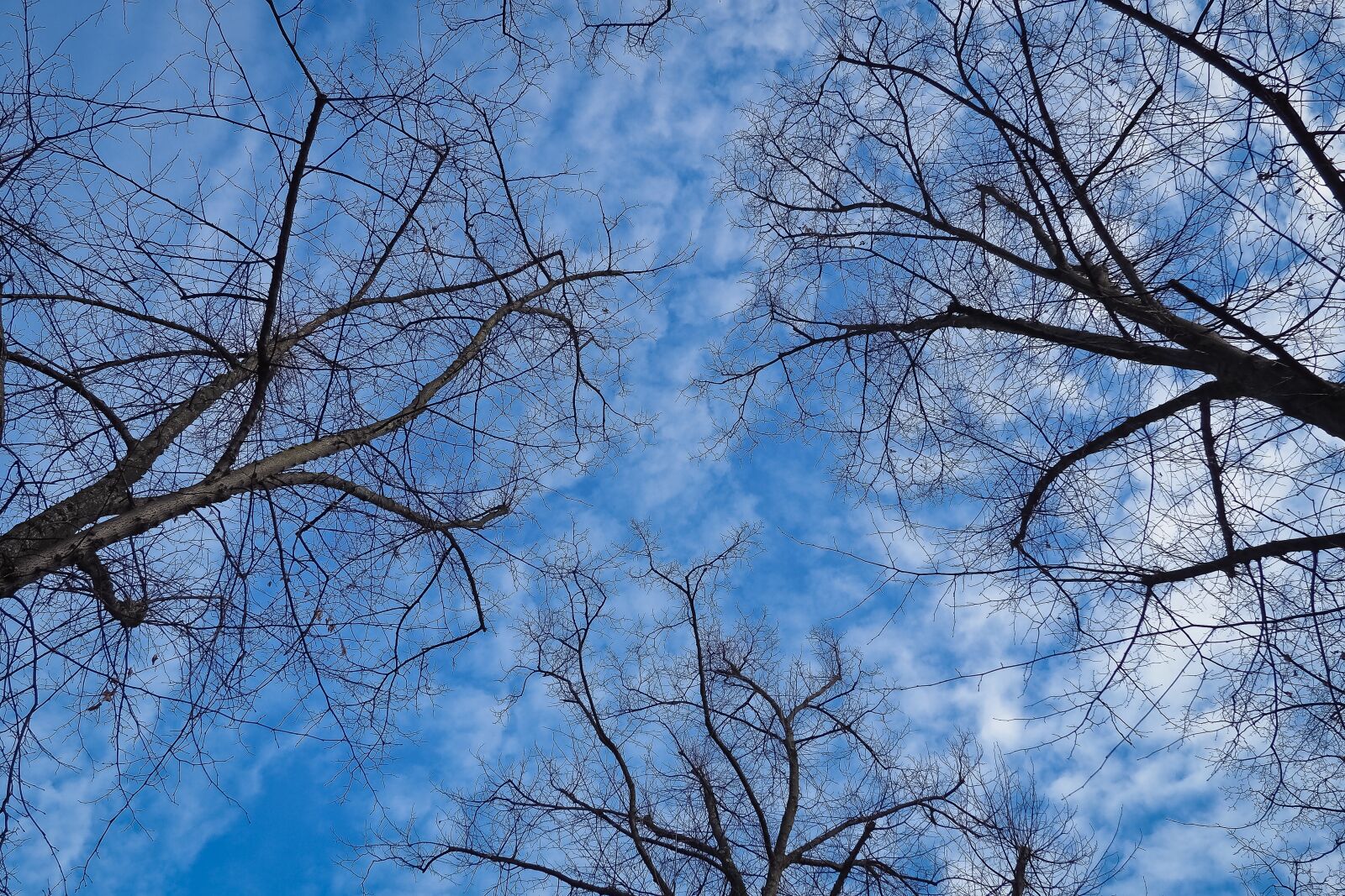 Olympus OM-D E-M10 sample photo. Trees, winter, forest photography