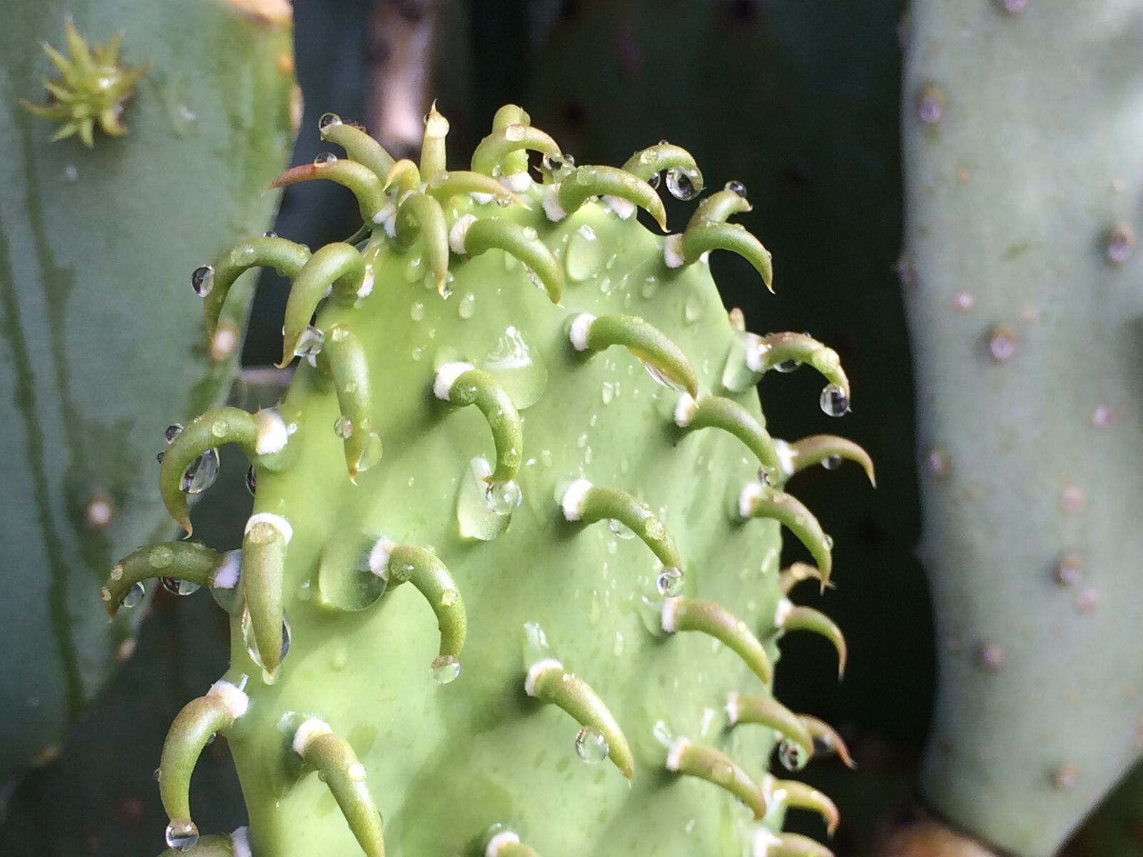 Apple iPhone 5s sample photo. Cactus, prickly, pear photography