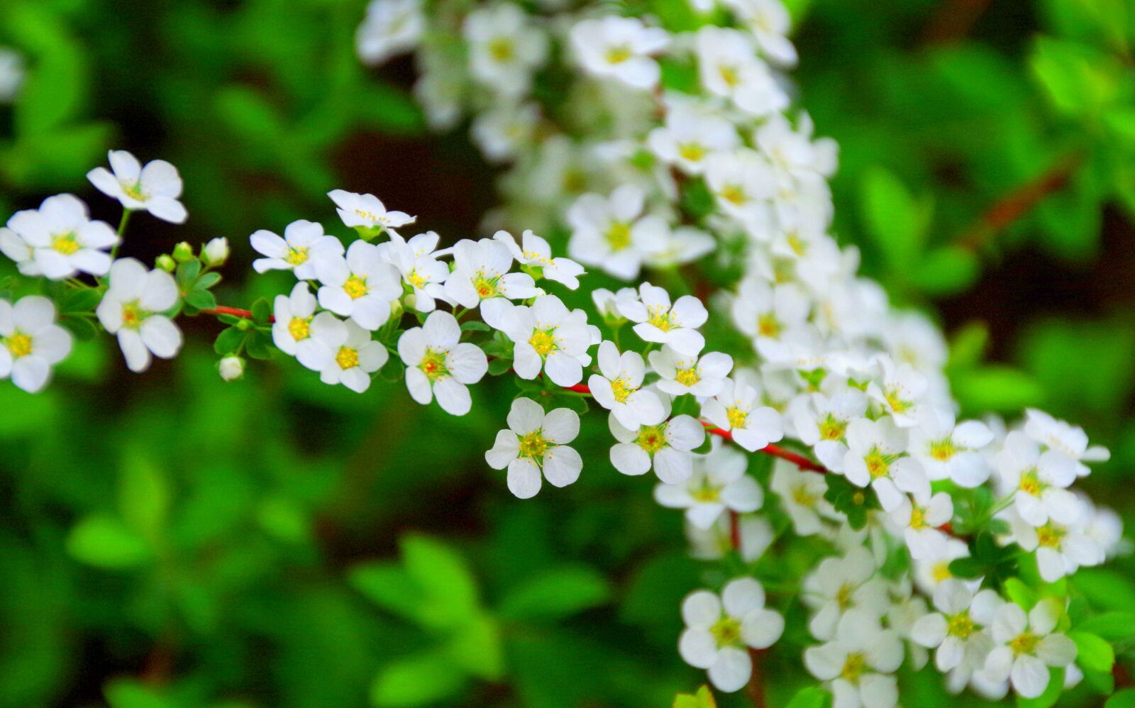 Pentax K-30 sample photo. Cherry blossoms, spring, flowers photography