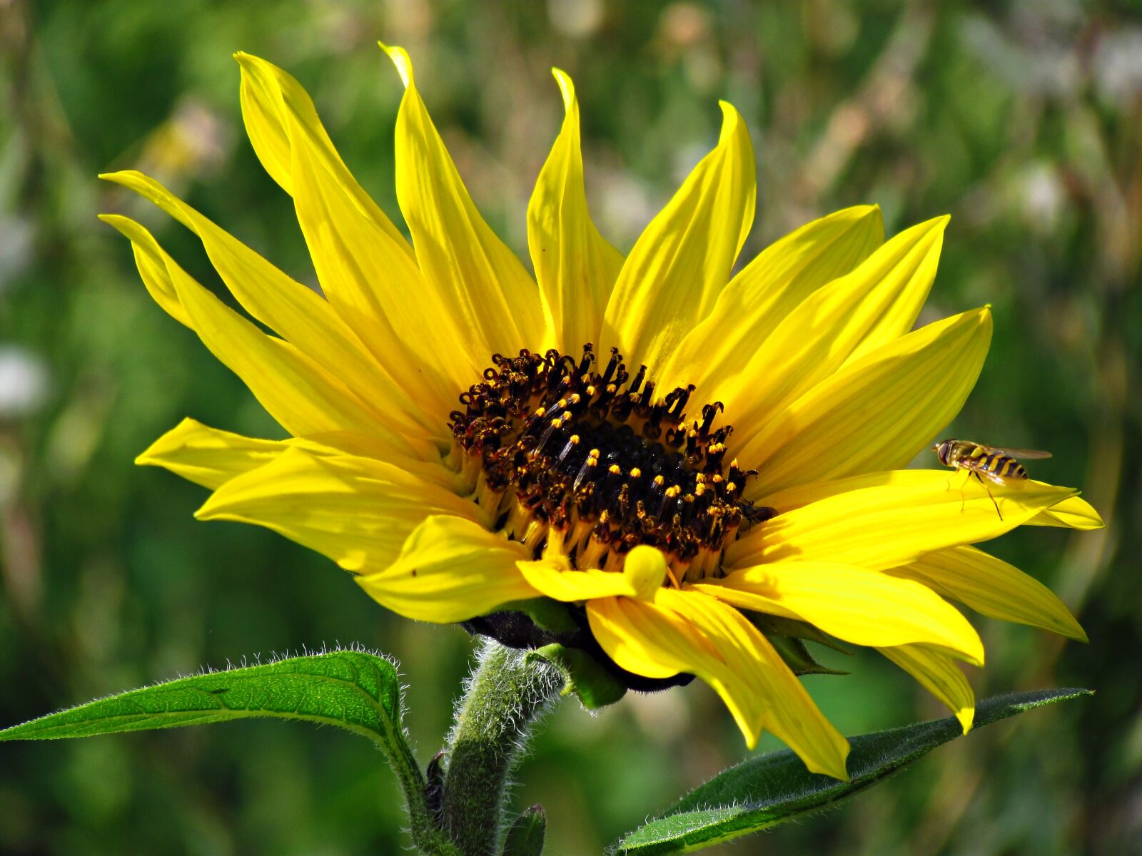 Canon PowerShot SX30 IS sample photo. Flowers, yellow, sunflower photography