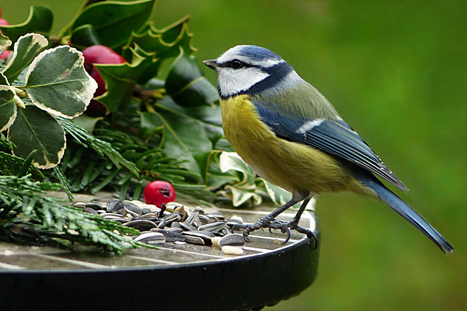 Panasonic Lumix DMC-FZ200 sample photo. Nature, animal, bird photography