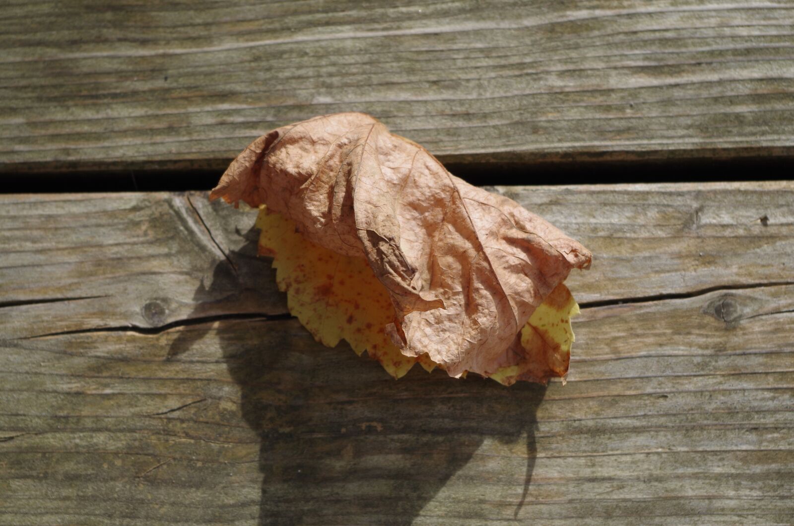 Pentax K-50 sample photo. Leaves, autumn, still life photography