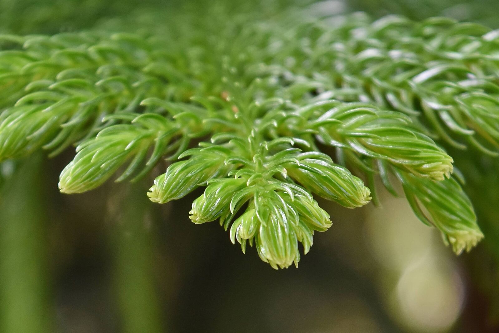 Nikon D5500 sample photo. Plant, leaf, flora, nature photography