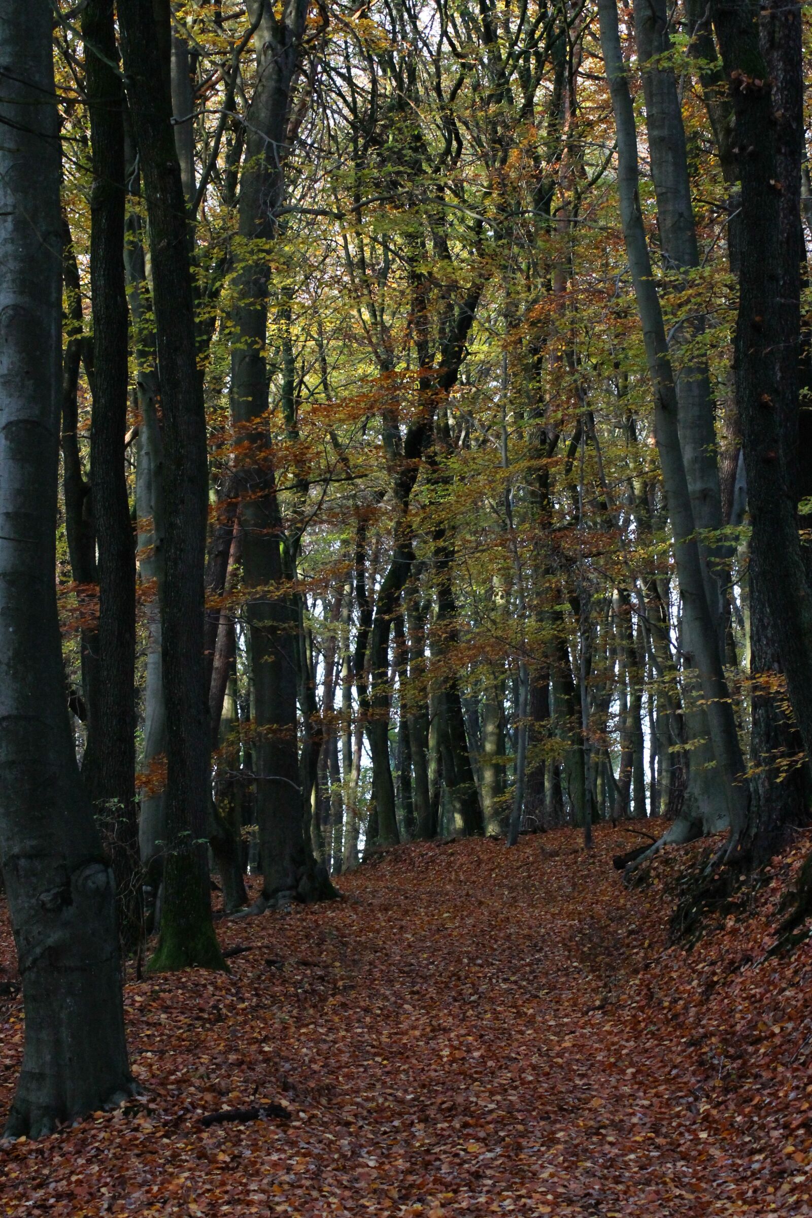 Canon EOS 1100D (EOS Rebel T3 / EOS Kiss X50) sample photo. Forest, autumn, trees photography
