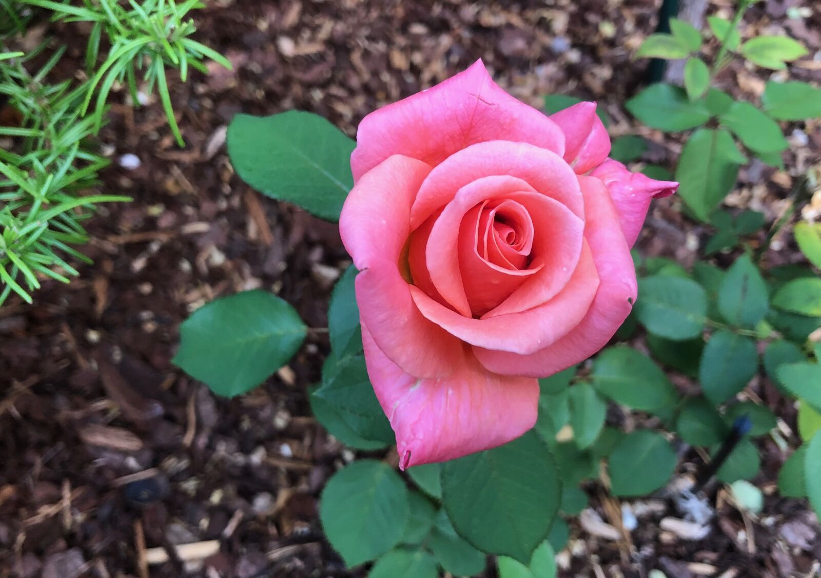 iPhone 8 Plus back dual camera 3.99mm f/1.8 sample photo. Pink rose, floral, rose photography