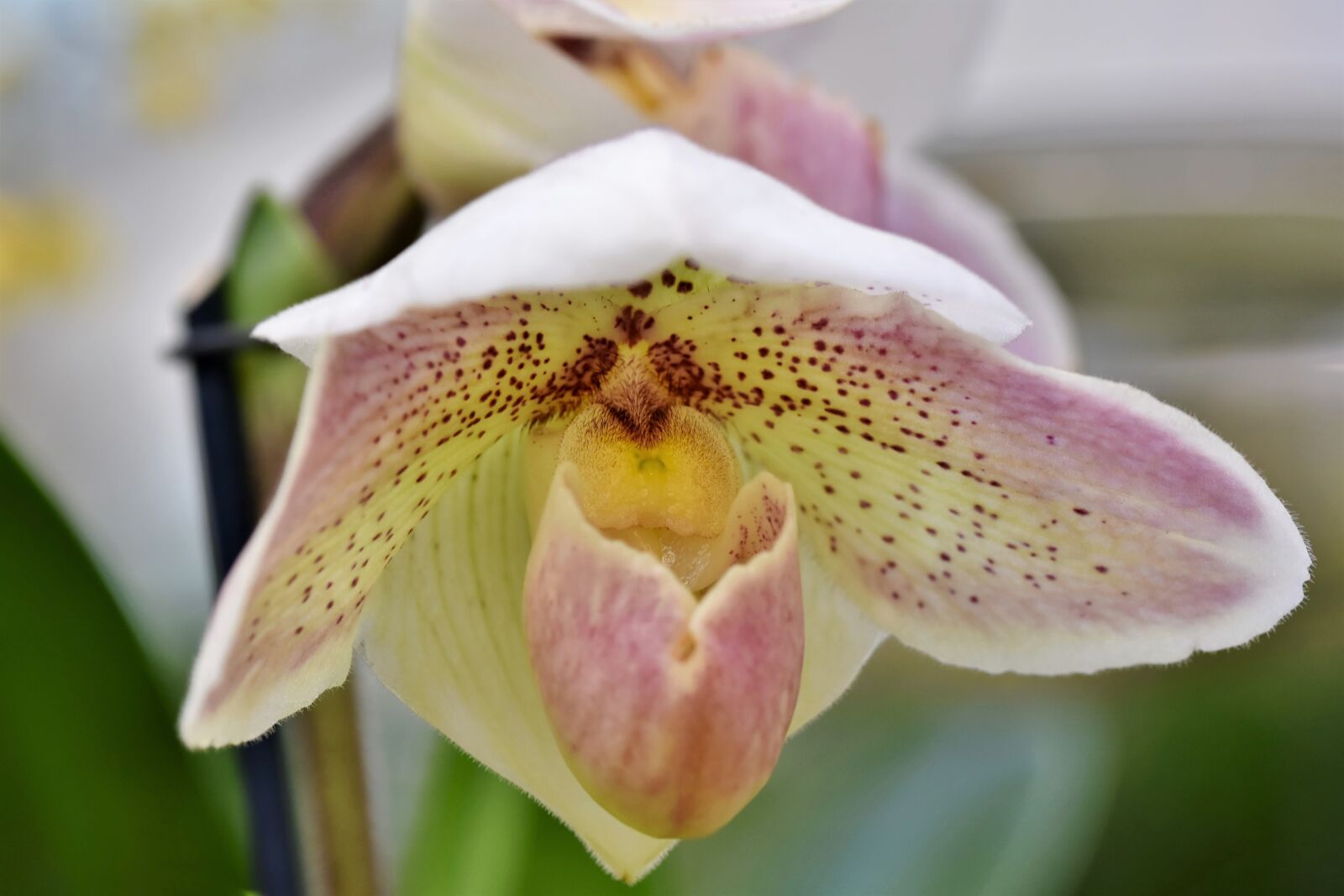 Nikon D7200 sample photo. Orchids, orchid flower, blossom photography