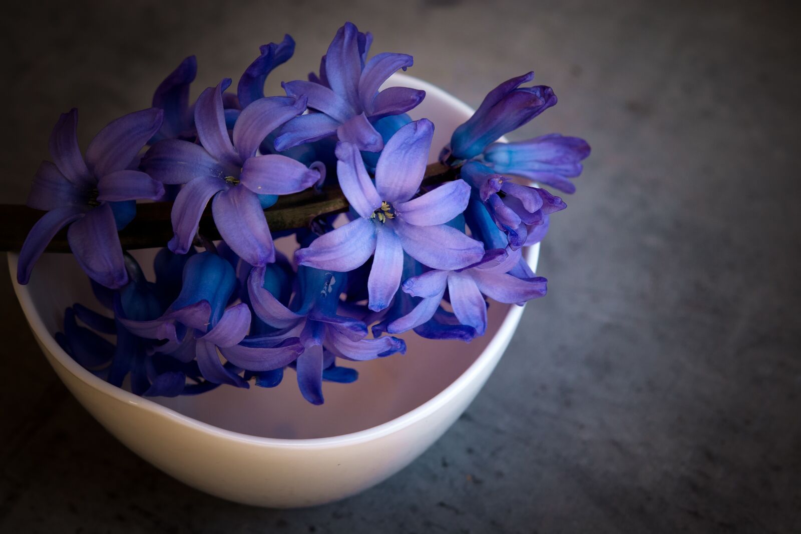 Nikon D7100 sample photo. Hyacinth, flower, violet photography