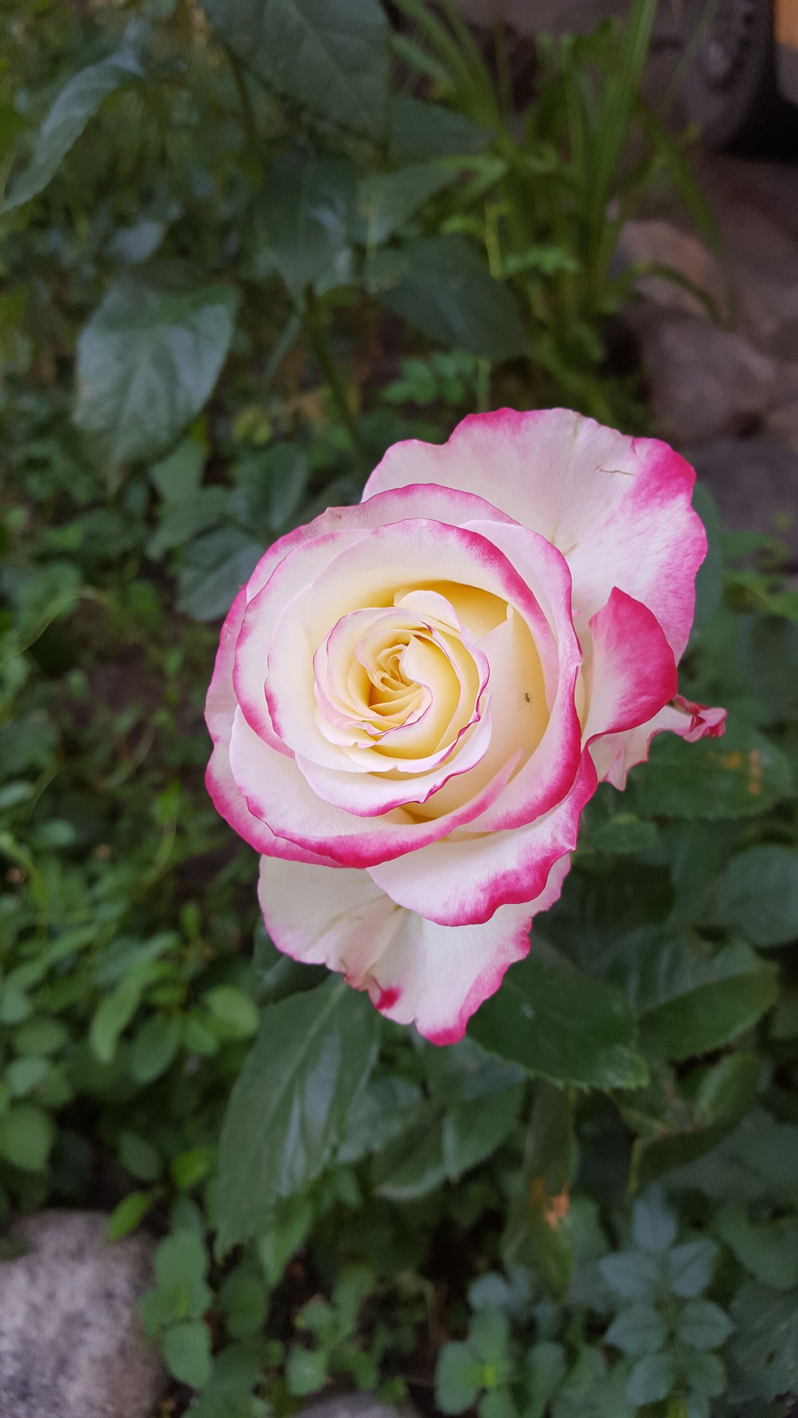 Samsung Galaxy S6 sample photo. Rose, garden, flower photography