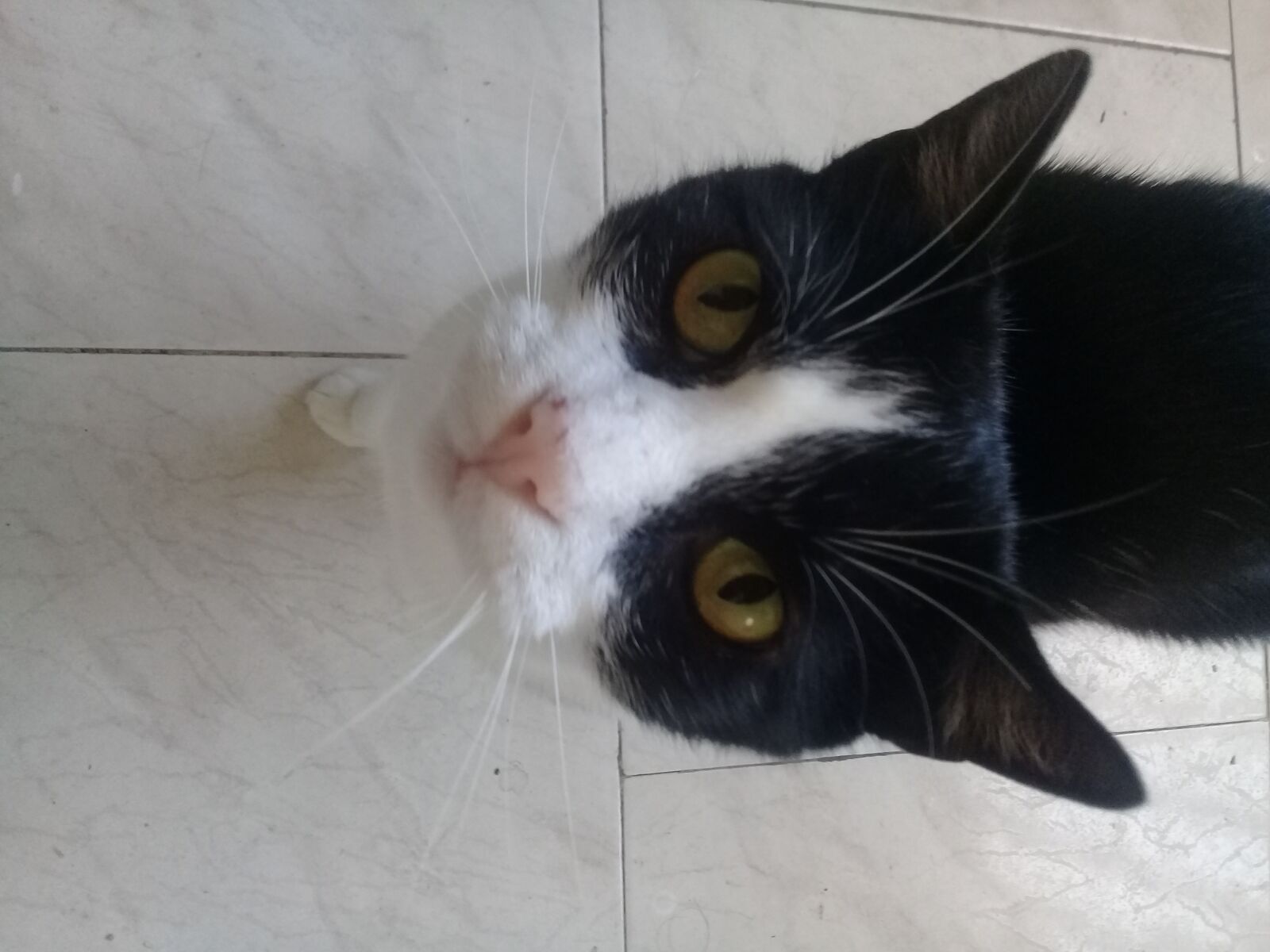 Samsung Galaxy J2 Prime sample photo. Cat, cat eyes tender photography