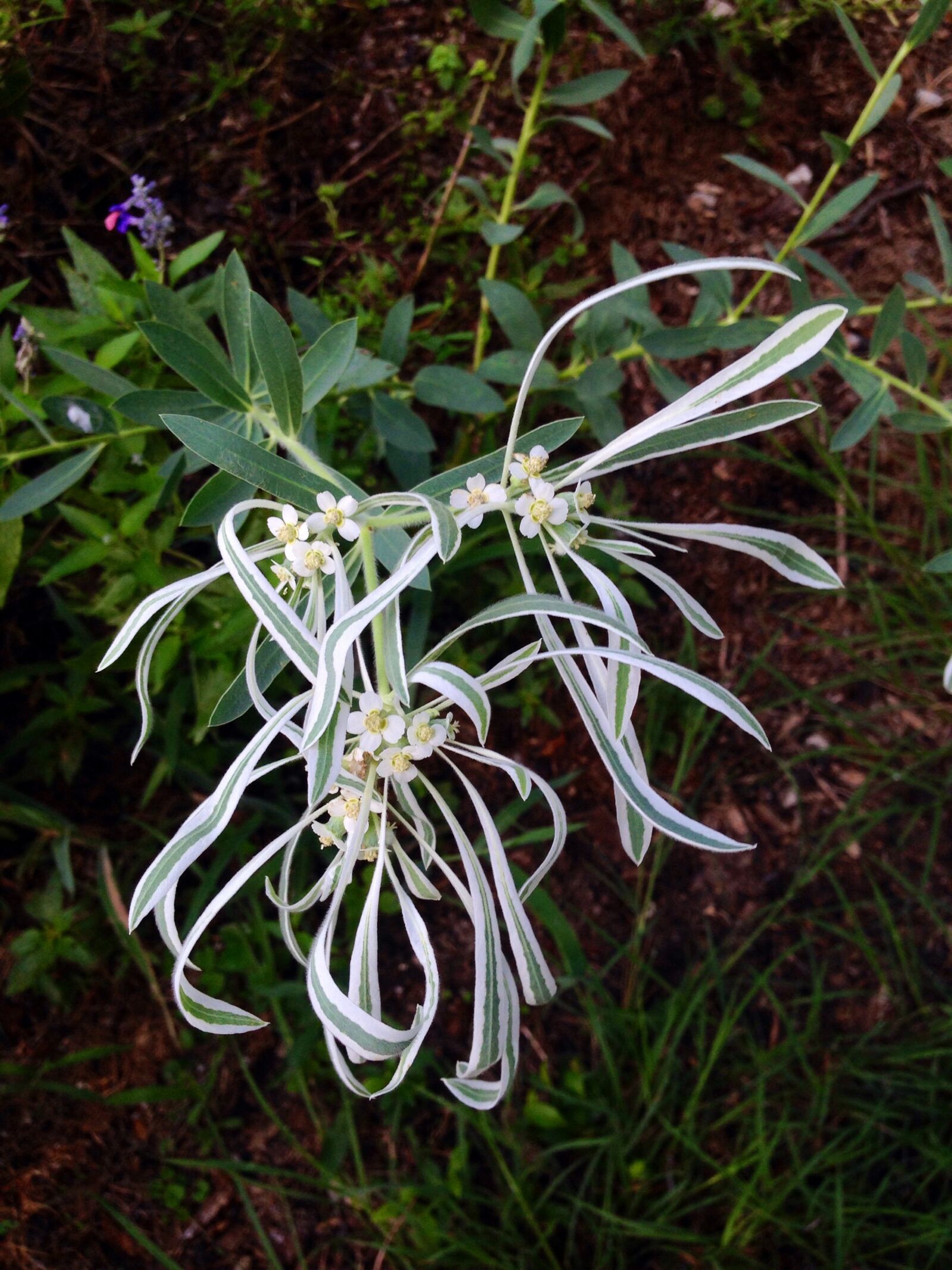 iPhone 5 back camera 4.12mm f/2.4 sample photo. Flower, wildflower, snow on photography