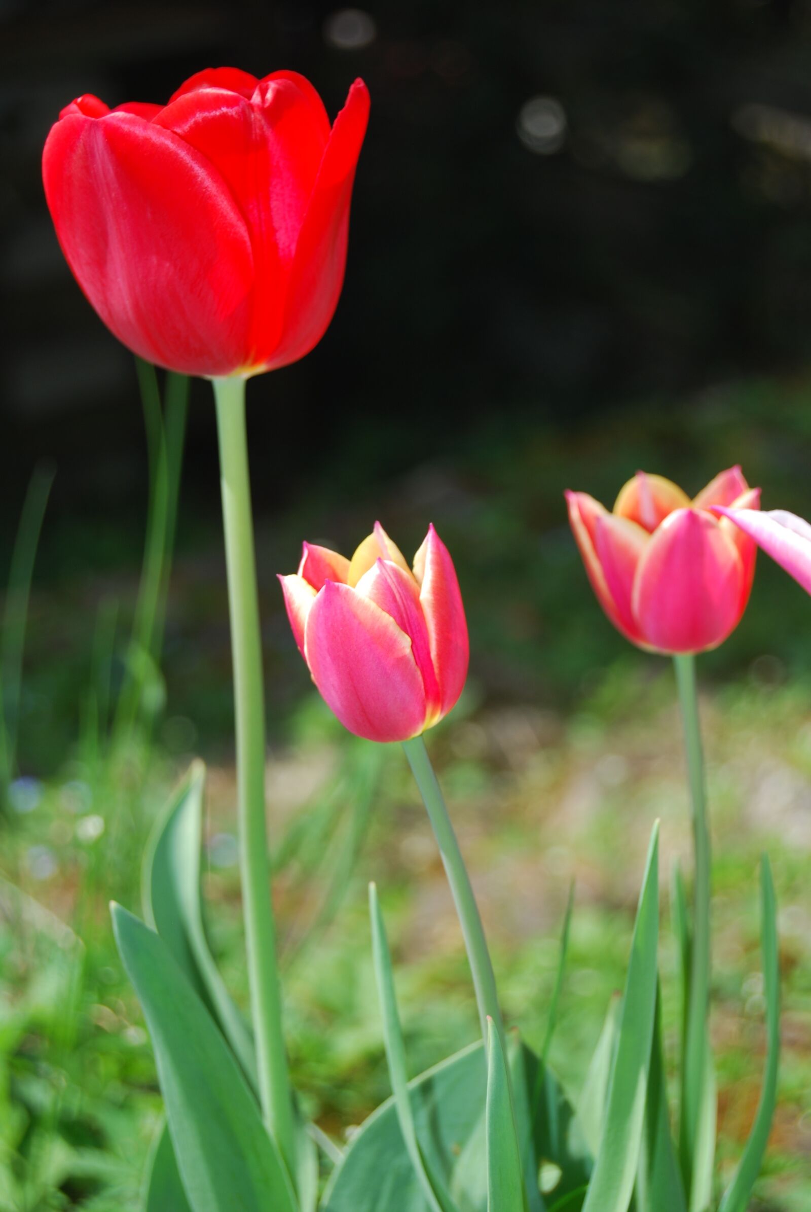 Nikon D60 sample photo. Nature, flower, plant photography