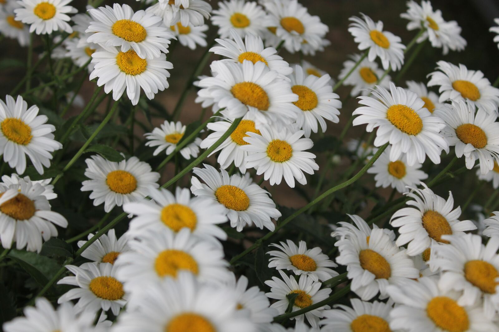 Canon EOS 1100D (EOS Rebel T3 / EOS Kiss X50) sample photo. Daisies, daisy, flower photography