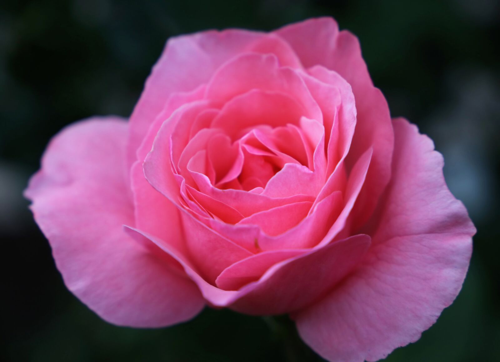Canon EF 24-105mm F3.5-5.6 IS STM sample photo. Pink rose papillon, flower photography