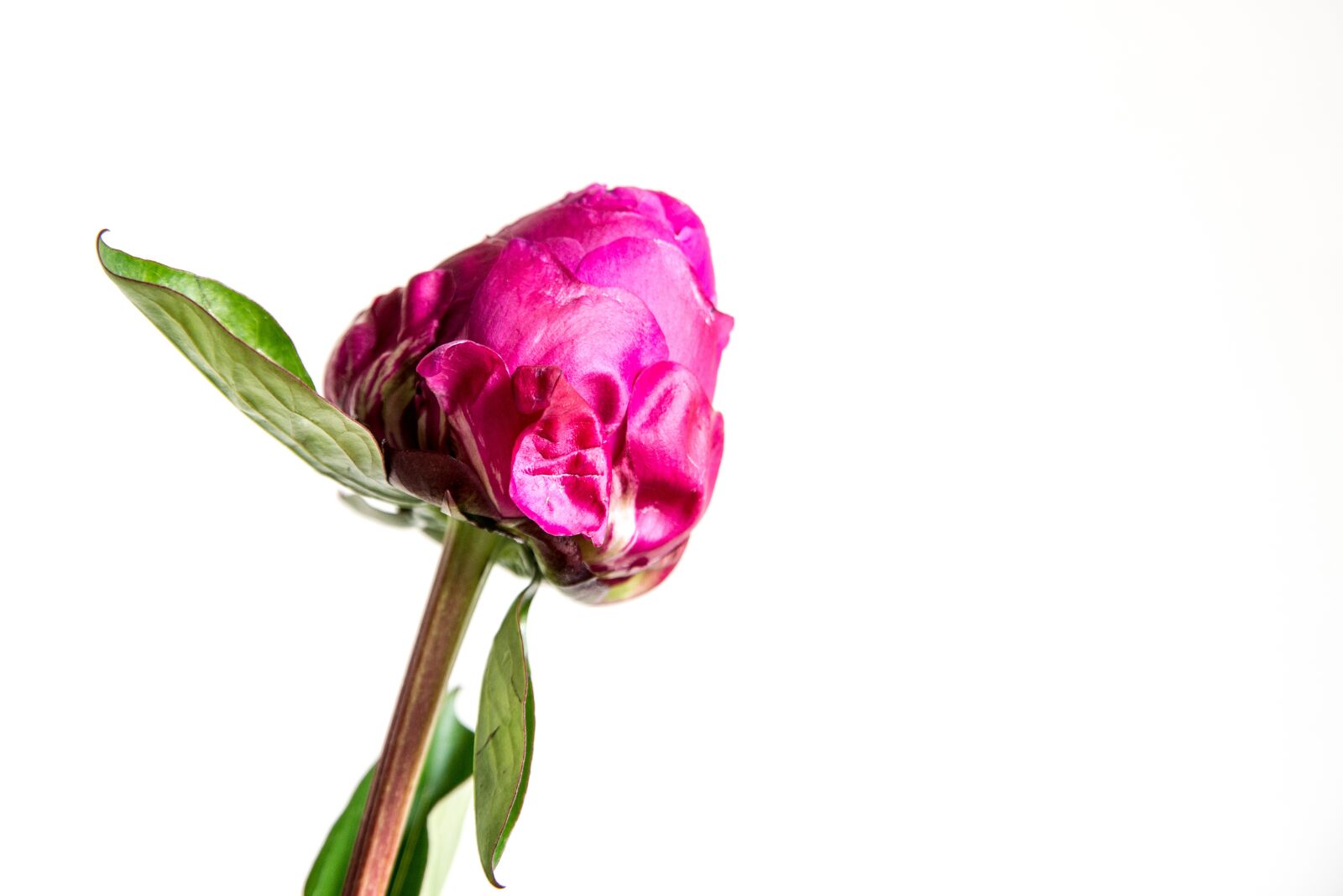 Nikon D610 sample photo. Flower, floral, plant photography