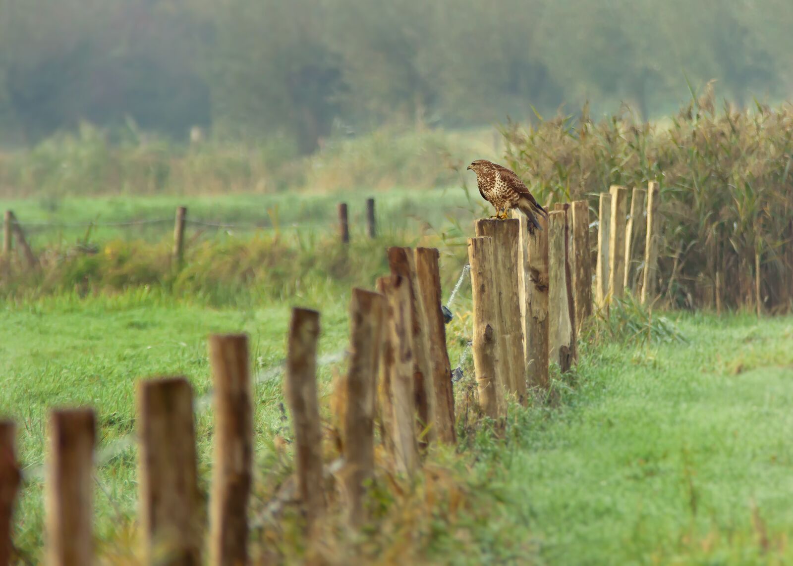 Canon EOS 50D sample photo. Buzzard, wild bird, raptor photography