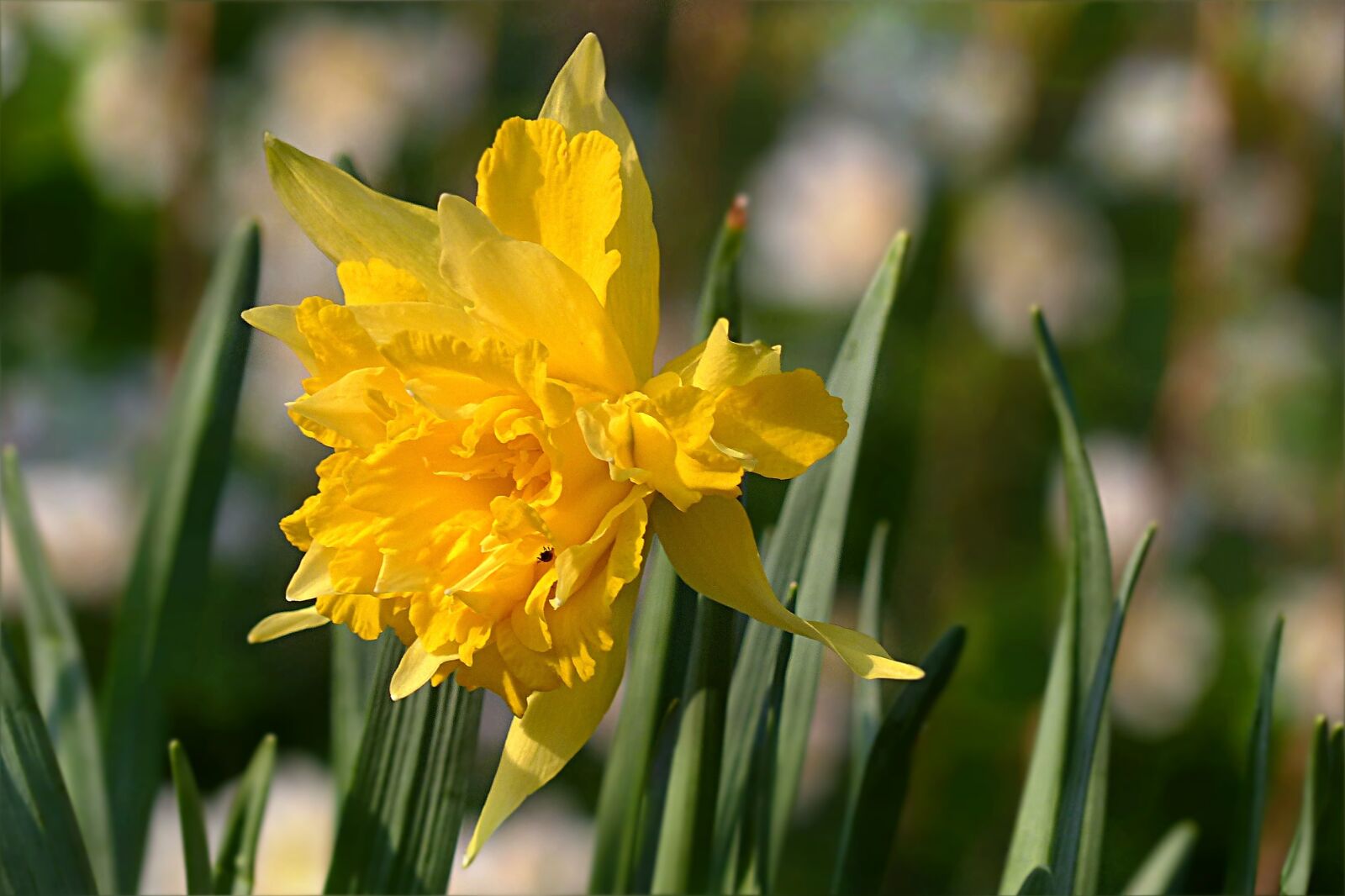 Panasonic Lumix DMC-FZ200 sample photo. Daffodil, flower, nacissus spring photography