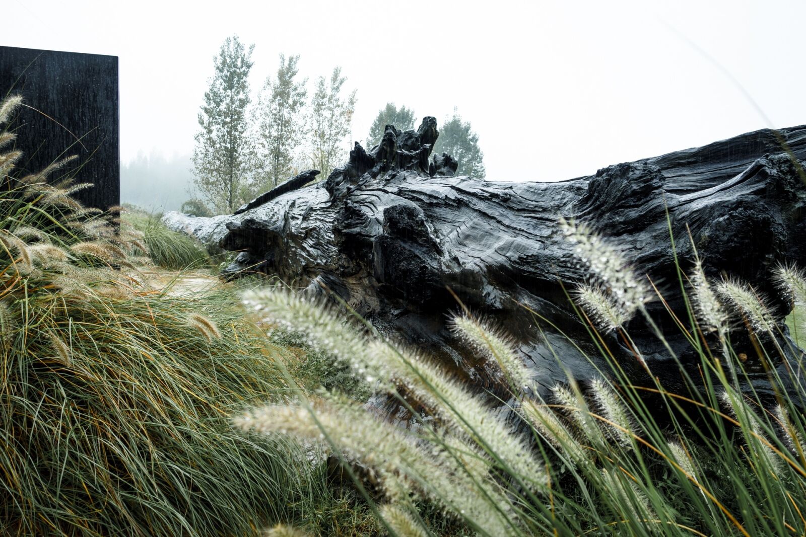 Sony Cyber-shot DSC-RX100 III sample photo. Dead wood, rain, dark photography