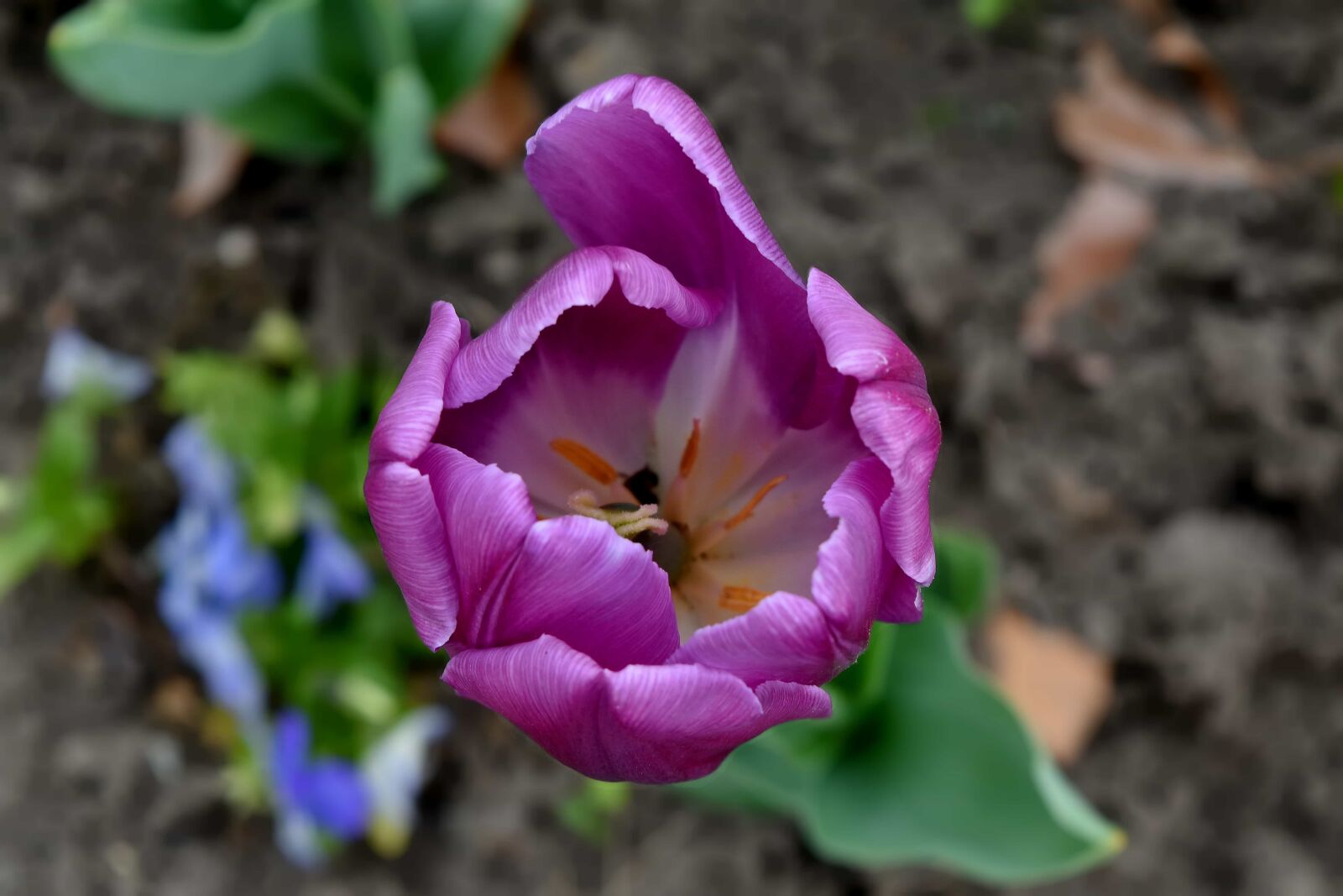 Nikon D5500 sample photo. Beautiful flowers, details, purple photography
