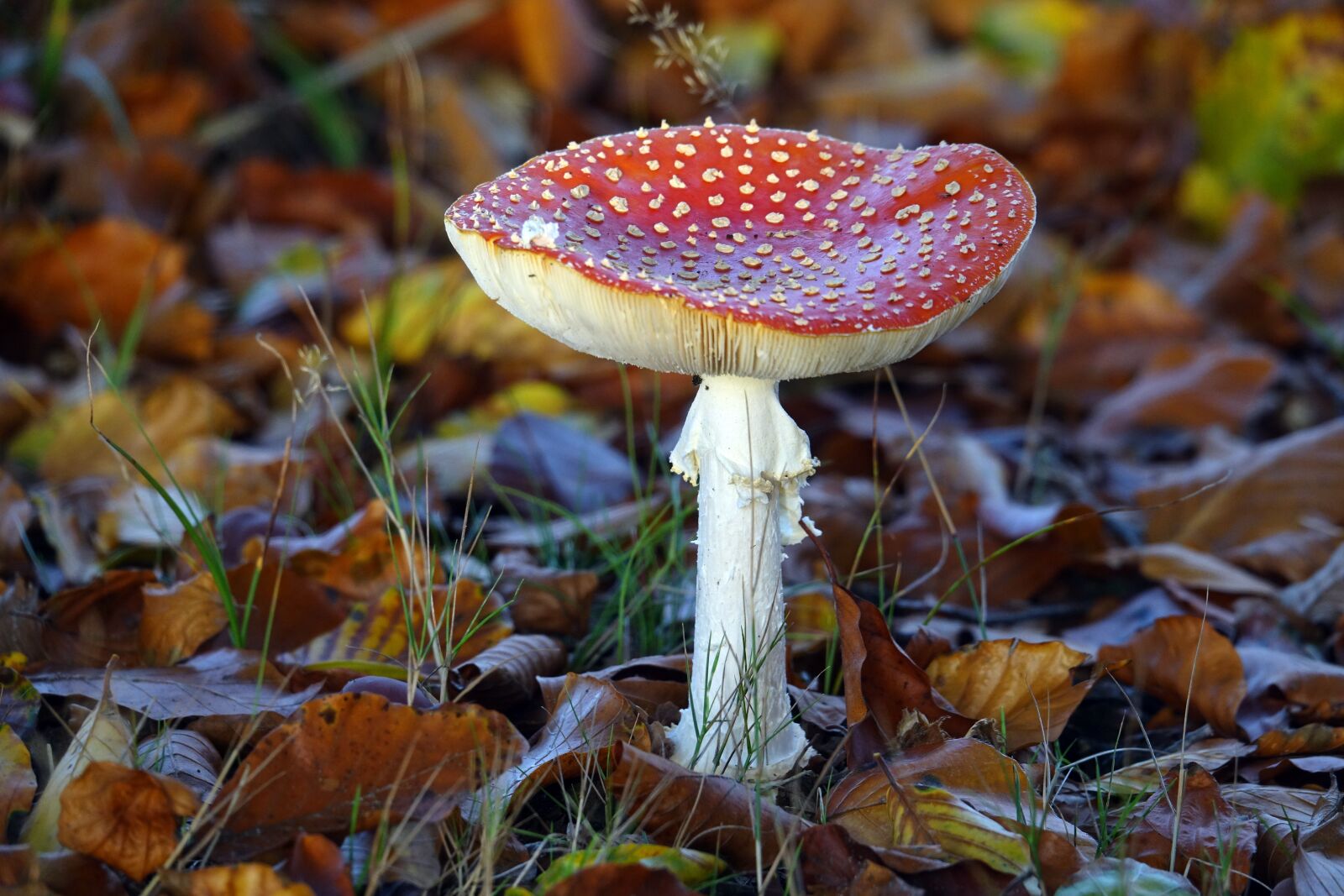 Sony Cyber-shot DSC-RX10 III sample photo. Mushrooms, mushroom, fly agaric photography