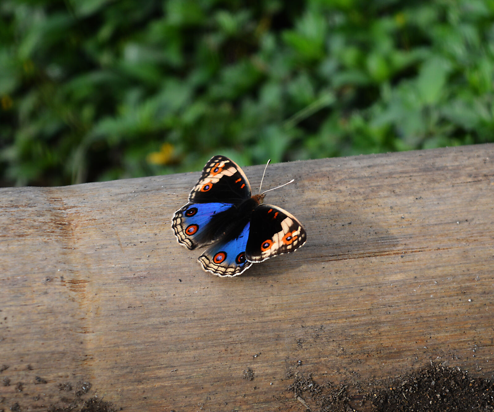 Nikon D3200 sample photo. Beautiful, butterfly photography