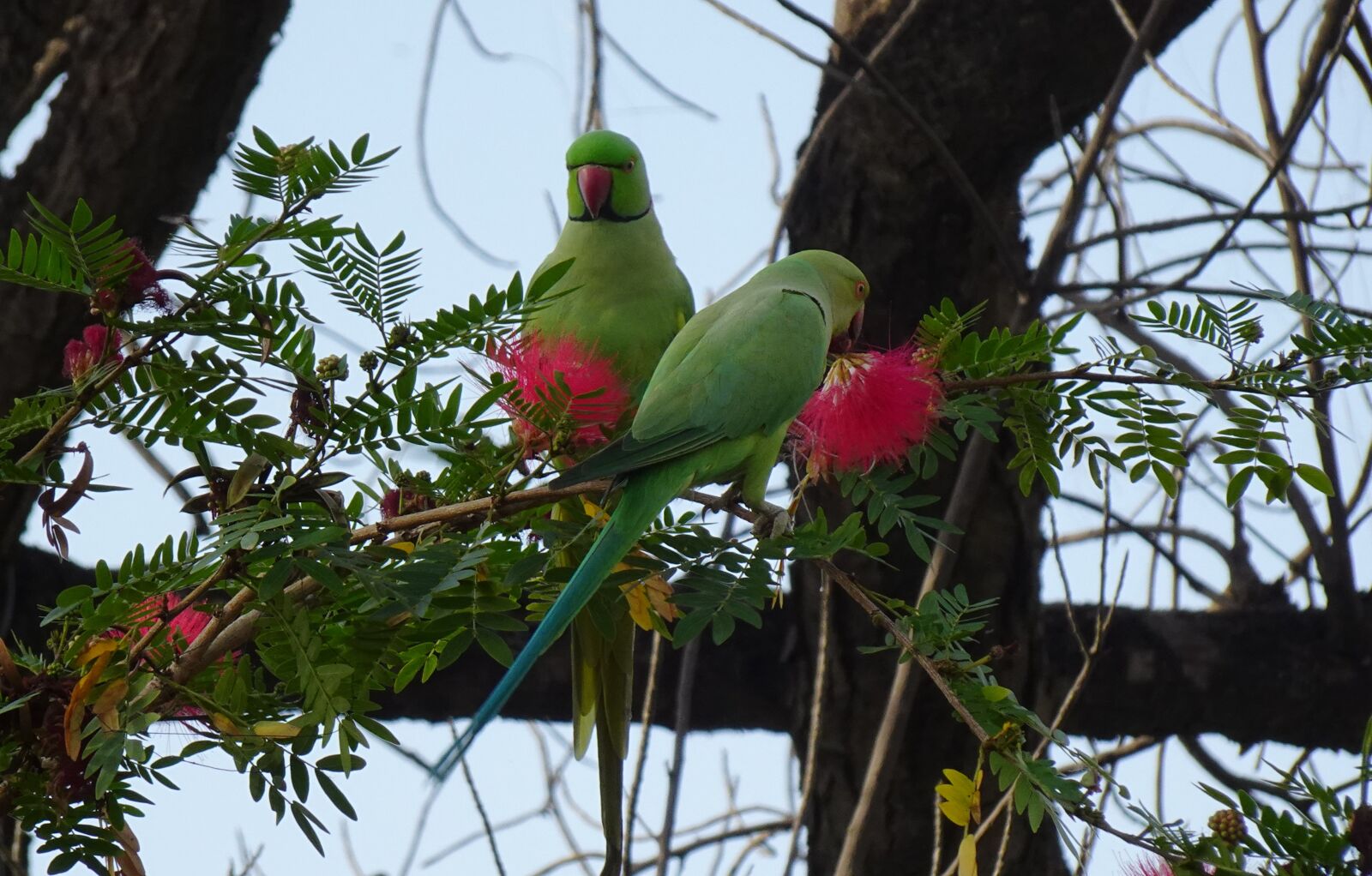 Sony DSC-WX800 sample photo. Bird, parakeet, green photography