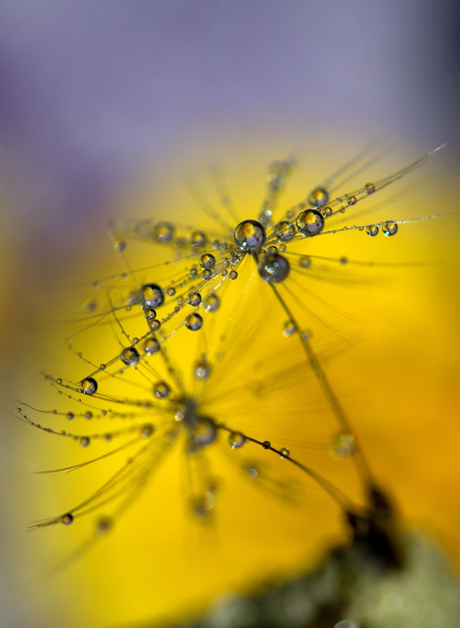 Canon EF-S 60mm F2.8 Macro USM sample photo. Dandelion, drops, wet photography