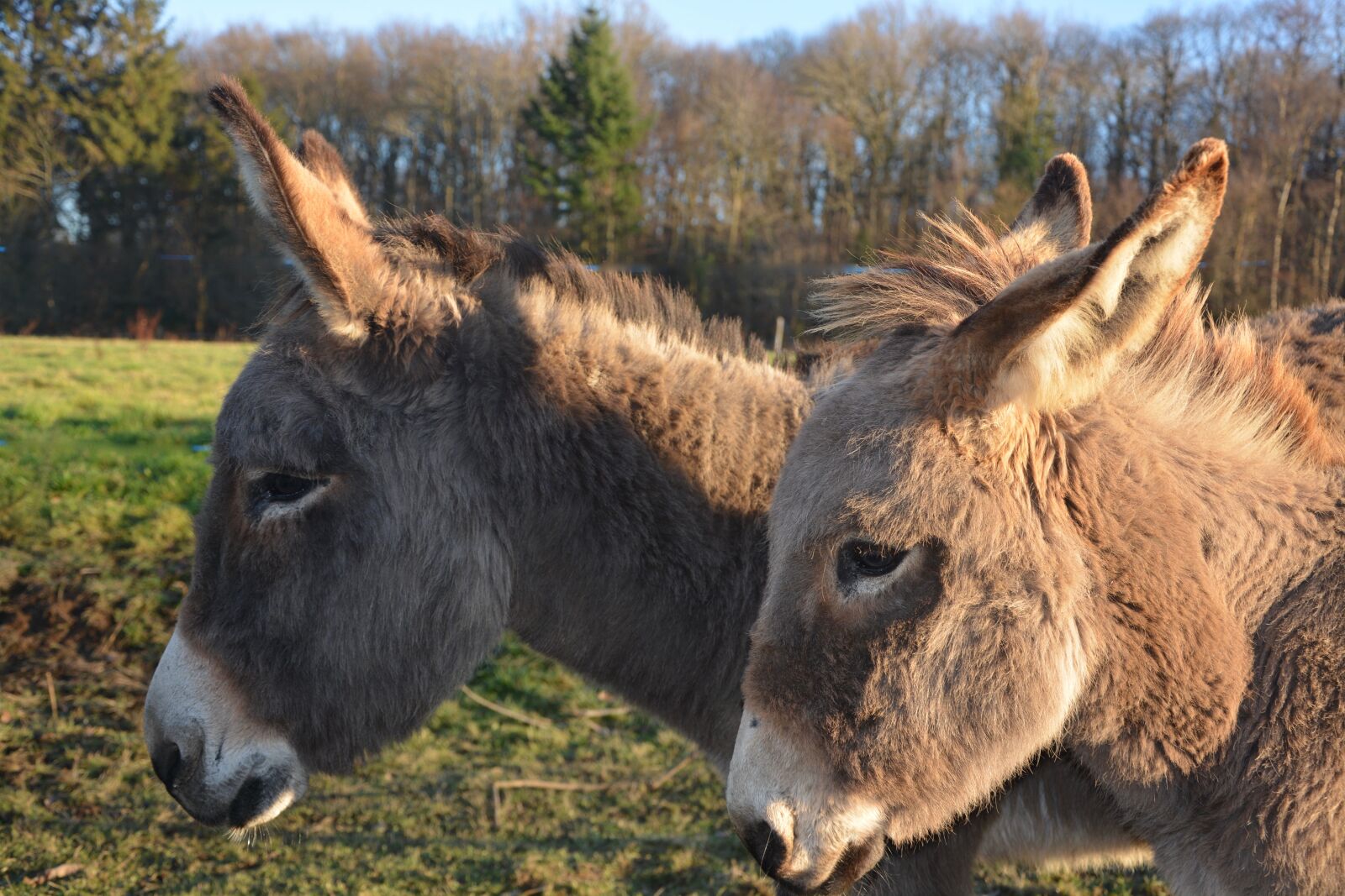 Nikon D5200 sample photo. Donkey, domestic animal, equine photography
