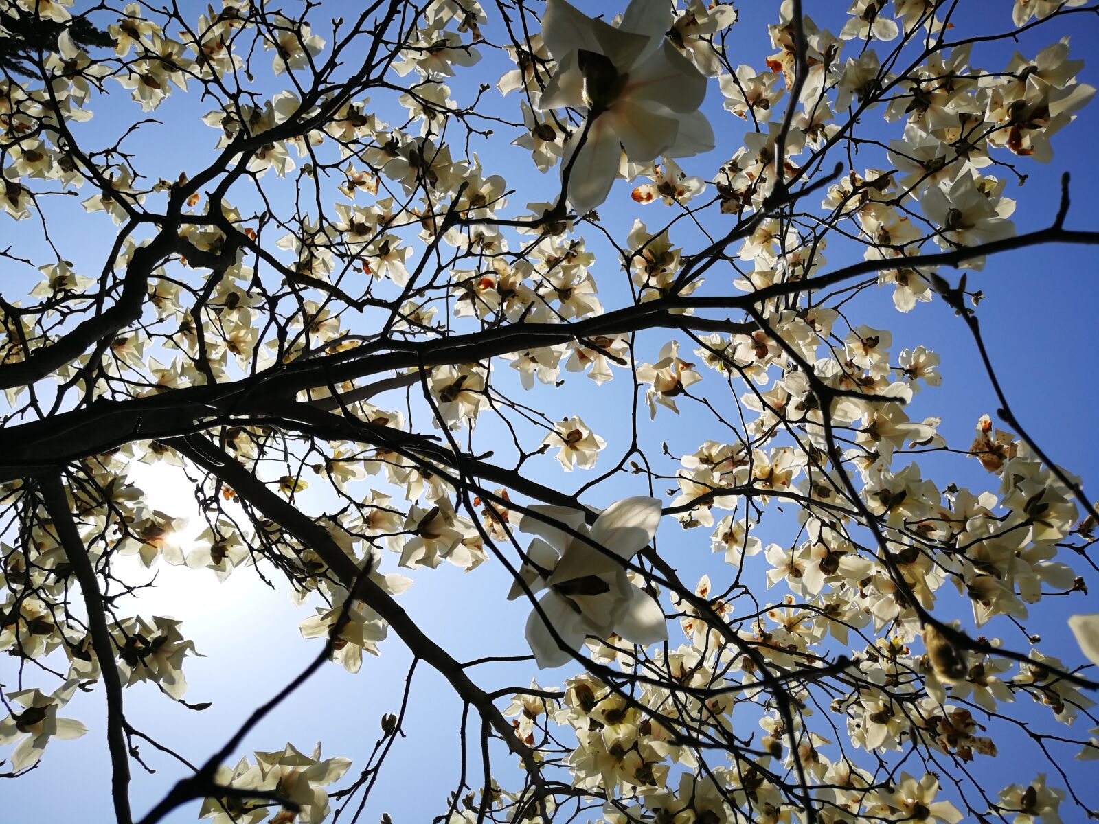 HUAWEI P10 Plus sample photo. Magnolia, tree, branch photography