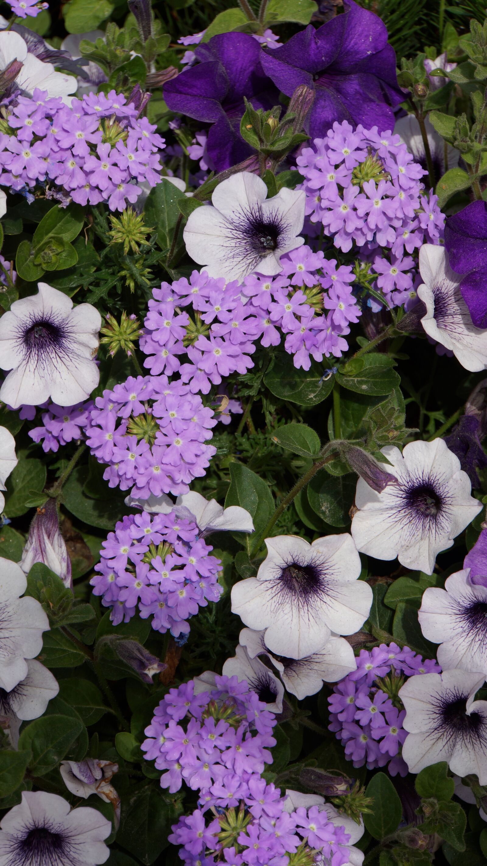 Sony Alpha NEX-7 + Sony E 18-200mm F3.5-6.3 OSS sample photo. Summer flowers, lilac flower photography