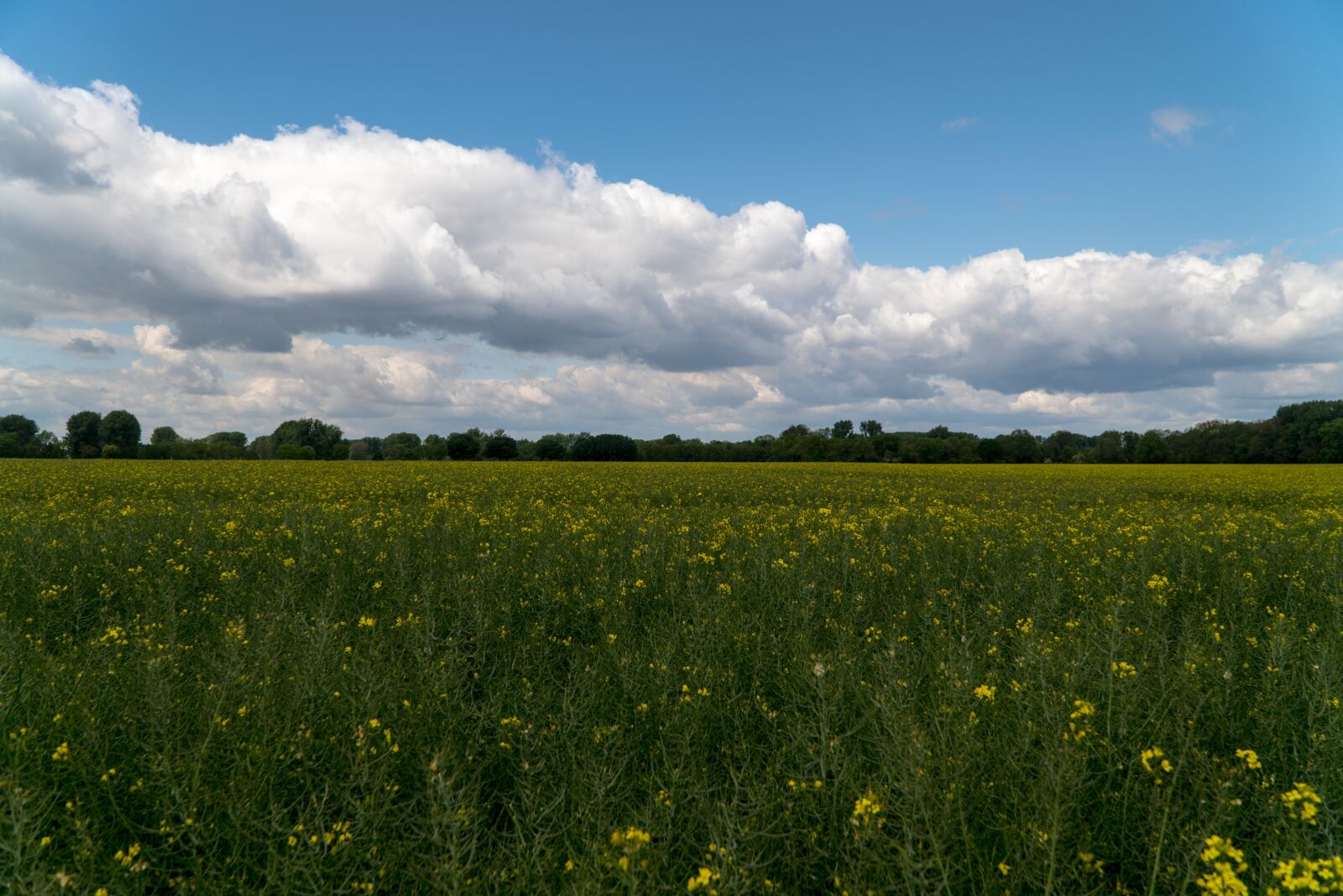 Sony E PZ 18-105mm F4 G OSS sample photo. Field of rapeseeds, oilseed photography